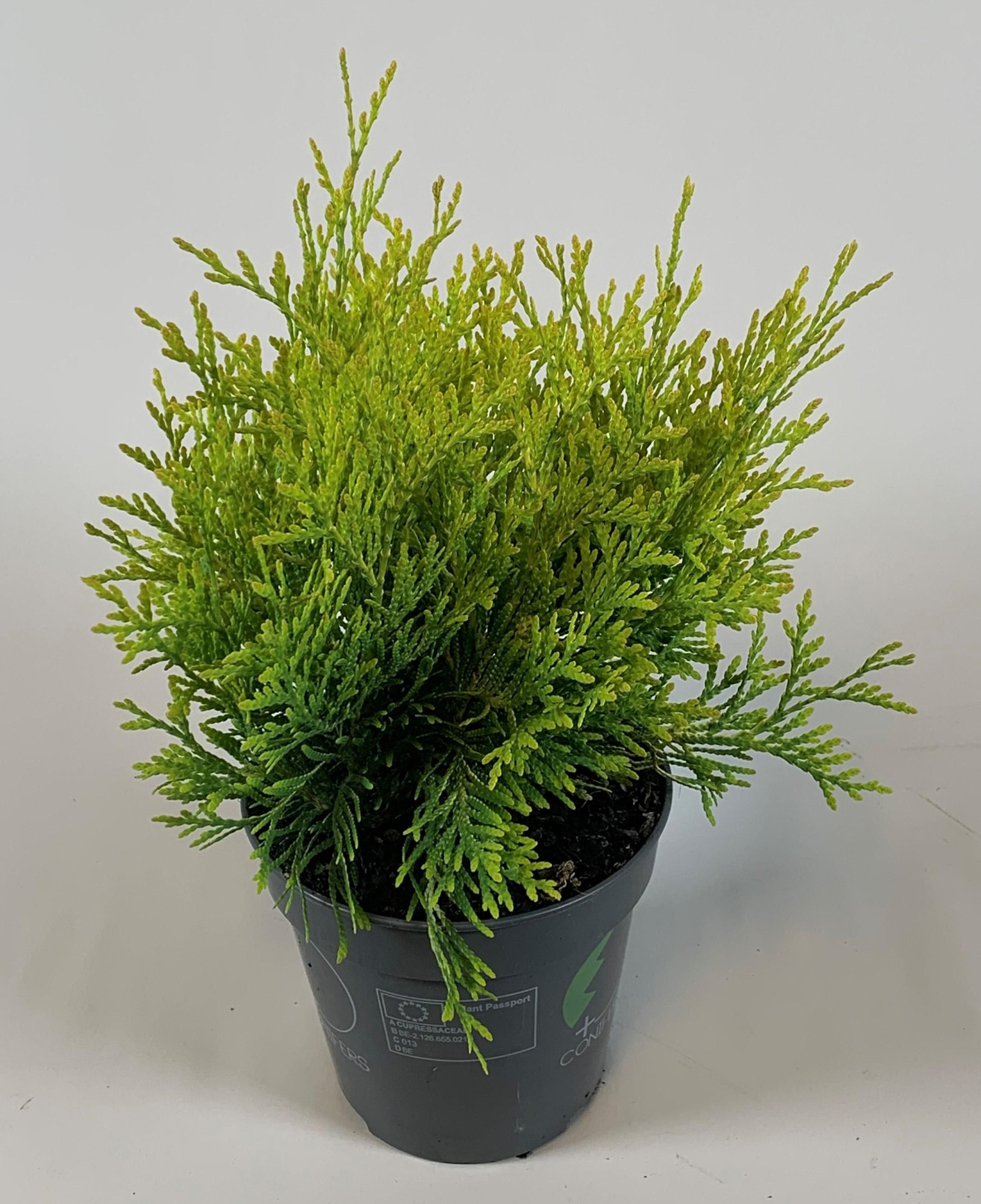 Thuja occidentalis 'Golden Globe', D 13 cm