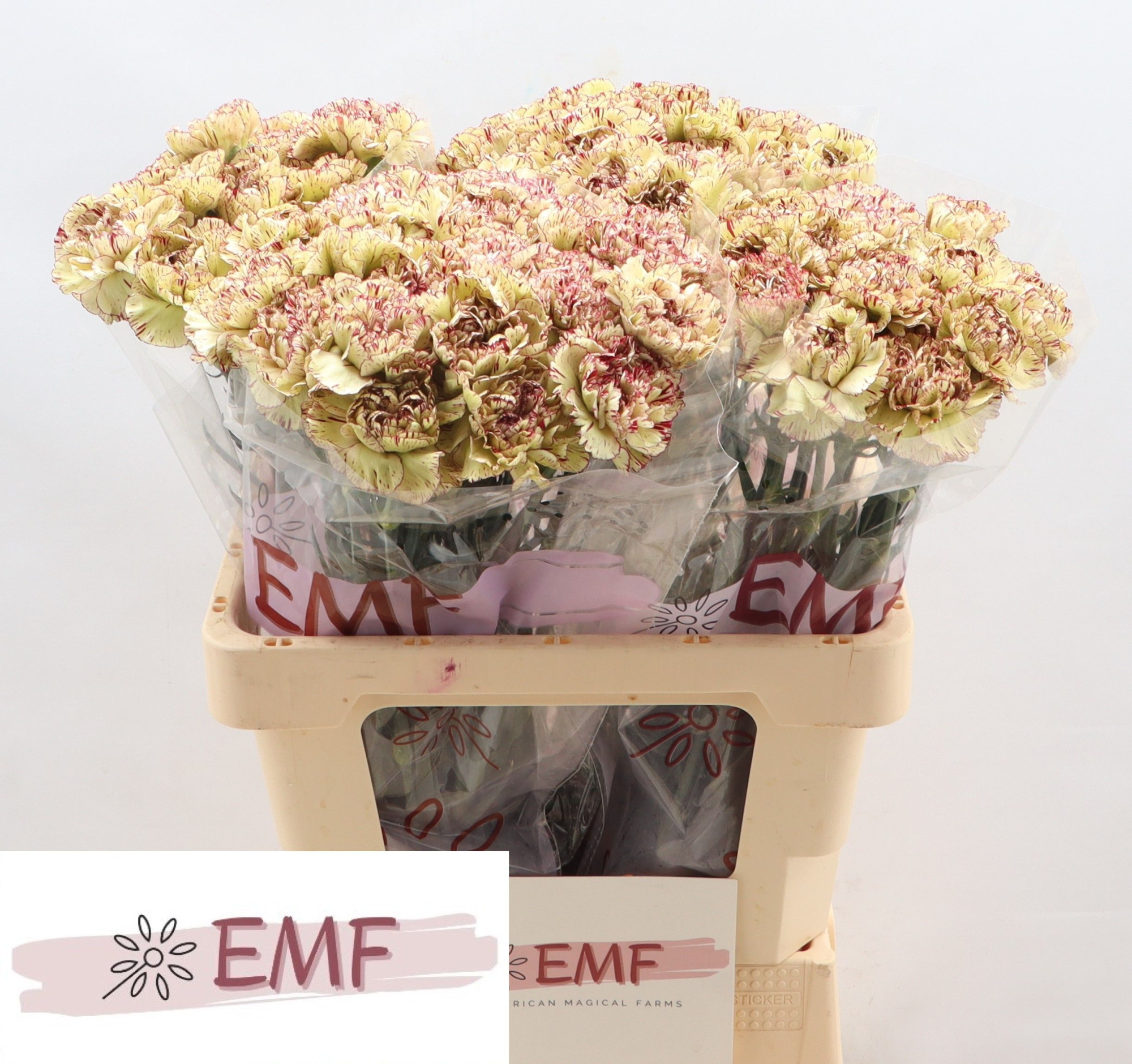 Диантус од. Леди Кисс Марроне, шт.