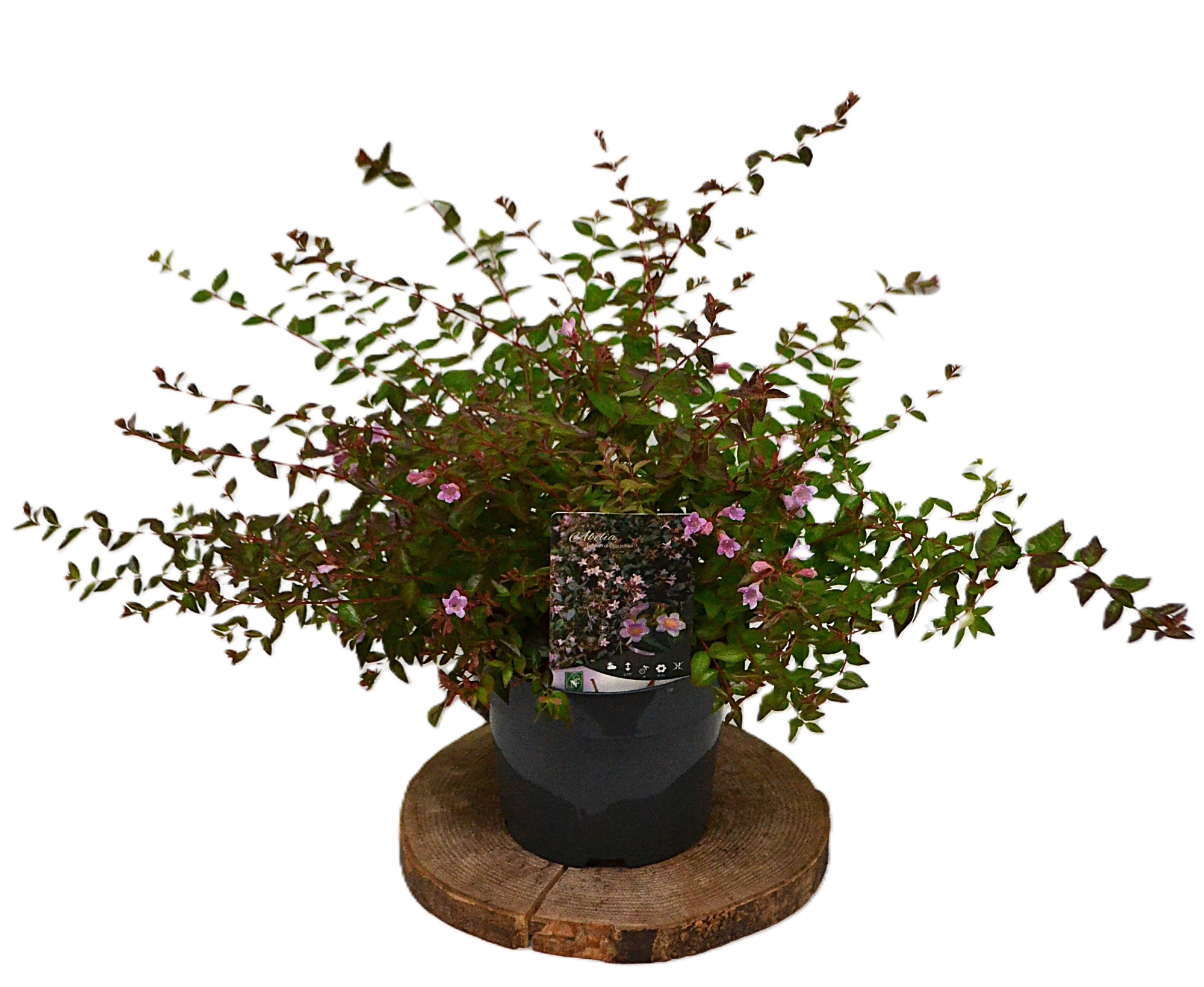 Abelia 'Edward Goucher' C3, D 19