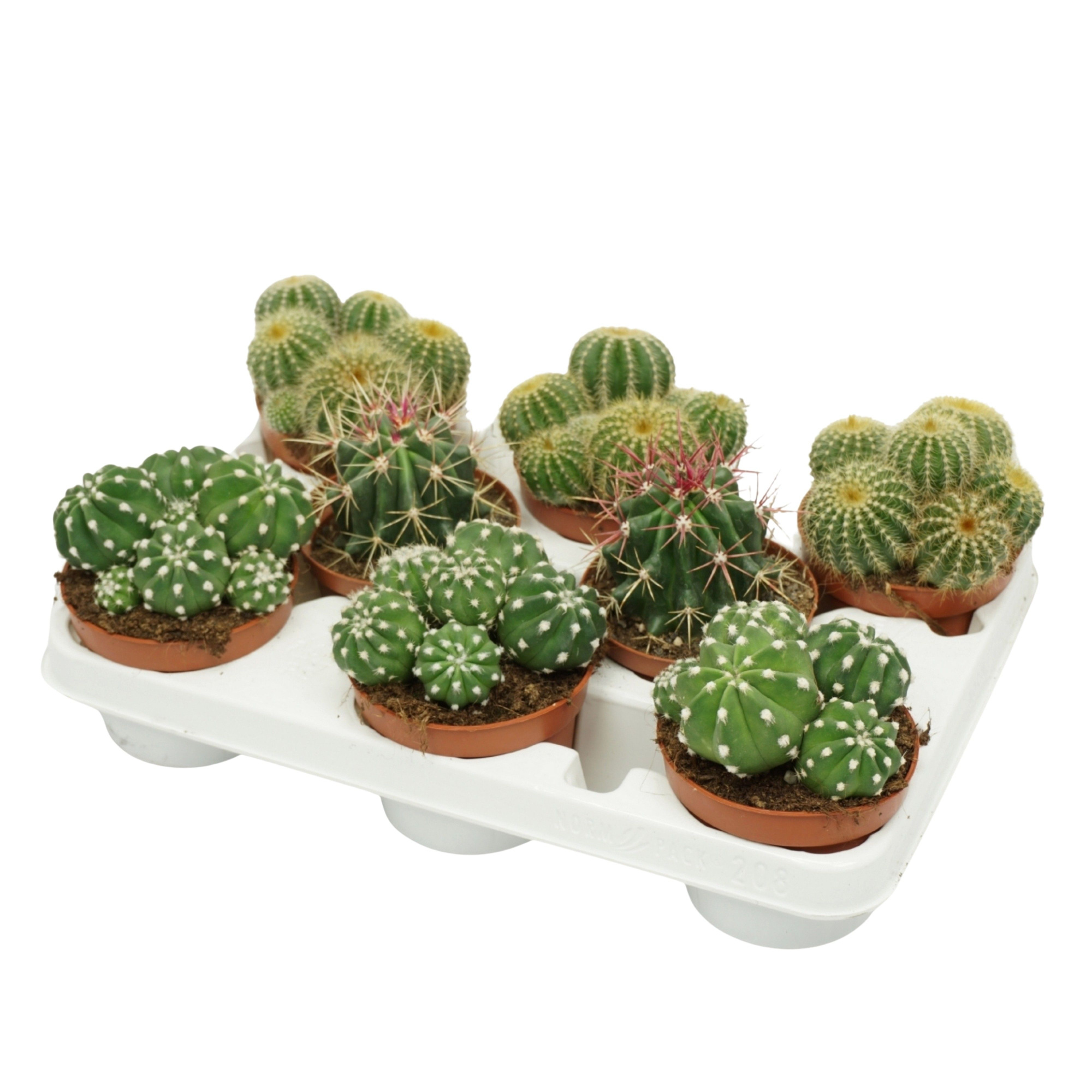 Bolcactus mix 10,5 cm in 8 gaats tray, D 10,5 cm