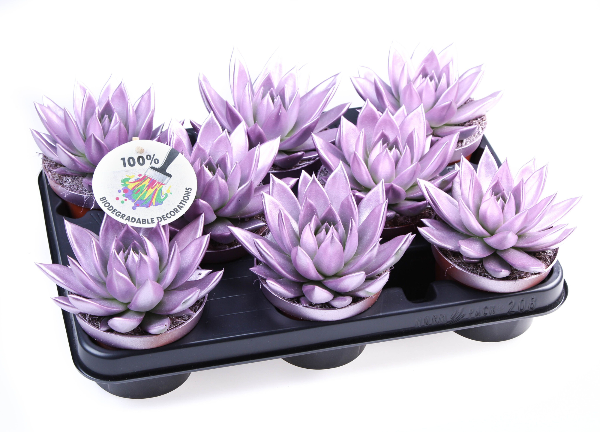 Rainbow Metallic pink, D 10,5 cm