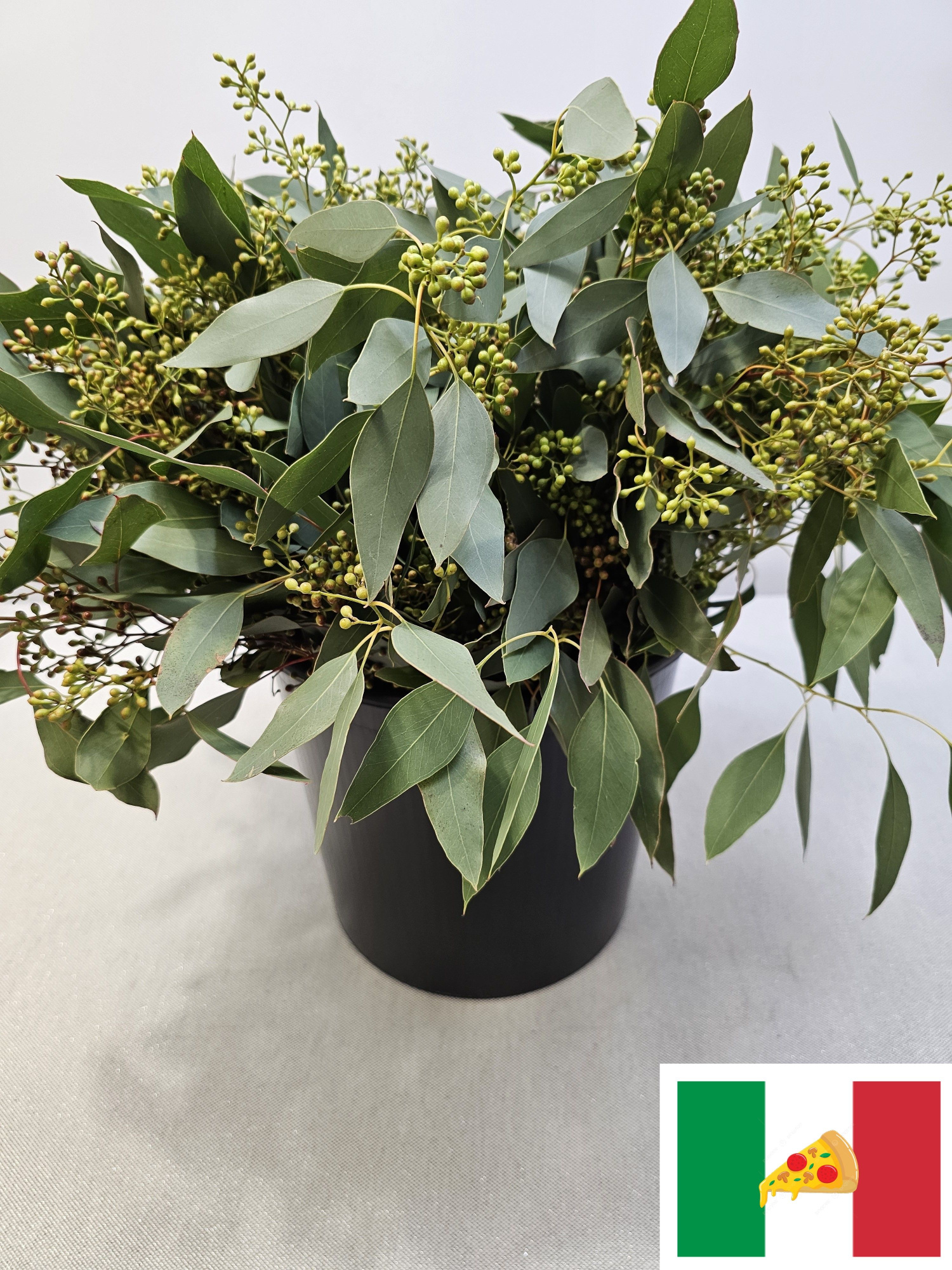 Эвкалипт Палиантемос (с ягодами) за пучок 50, пуч.