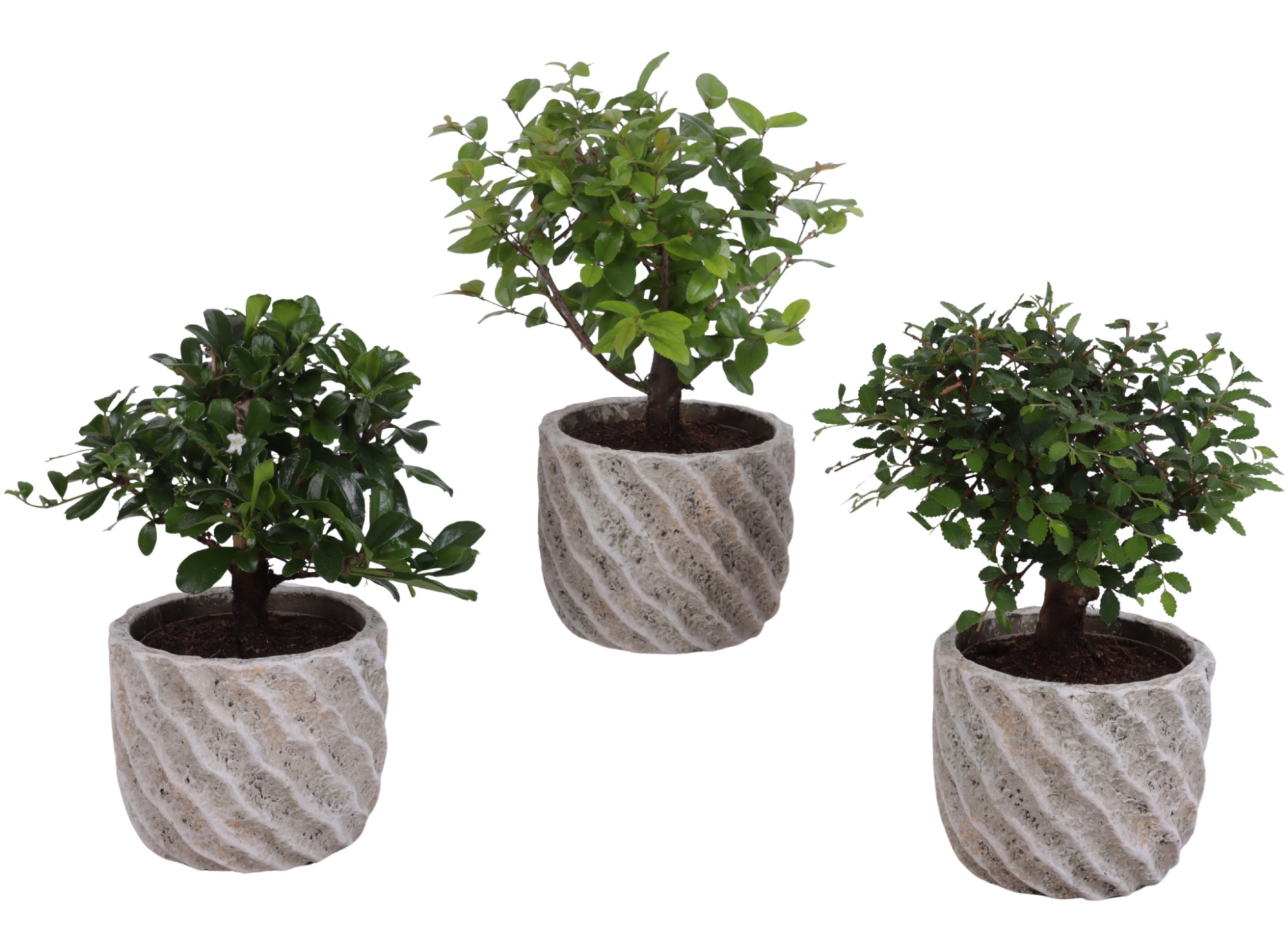 Bonsai Indoor Mix Ø 9cm Ball Shape in Ø11cm Ceramic NT668, D 11