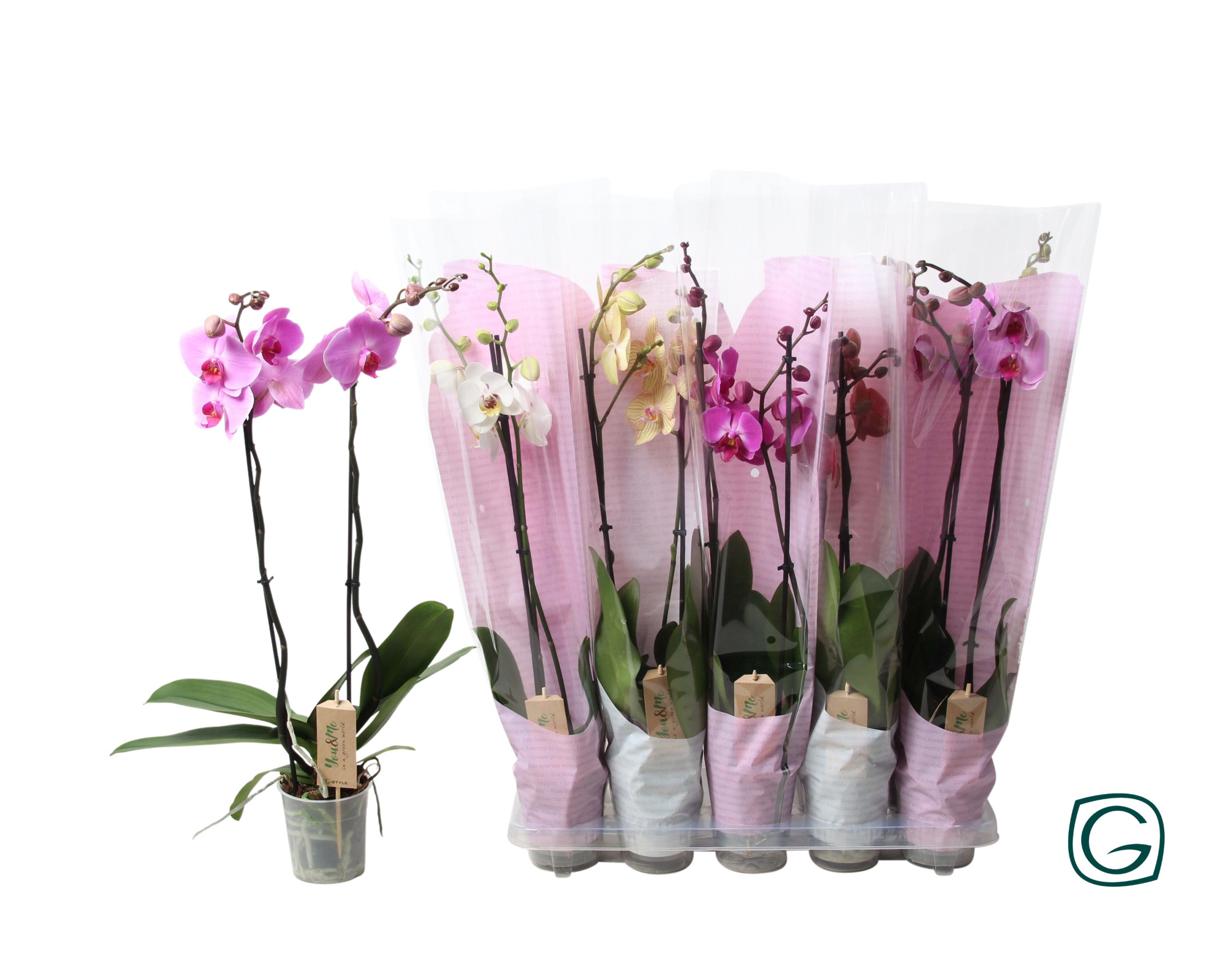 Phal. 2 tk mix 12+ happy sleeve mix, D 12