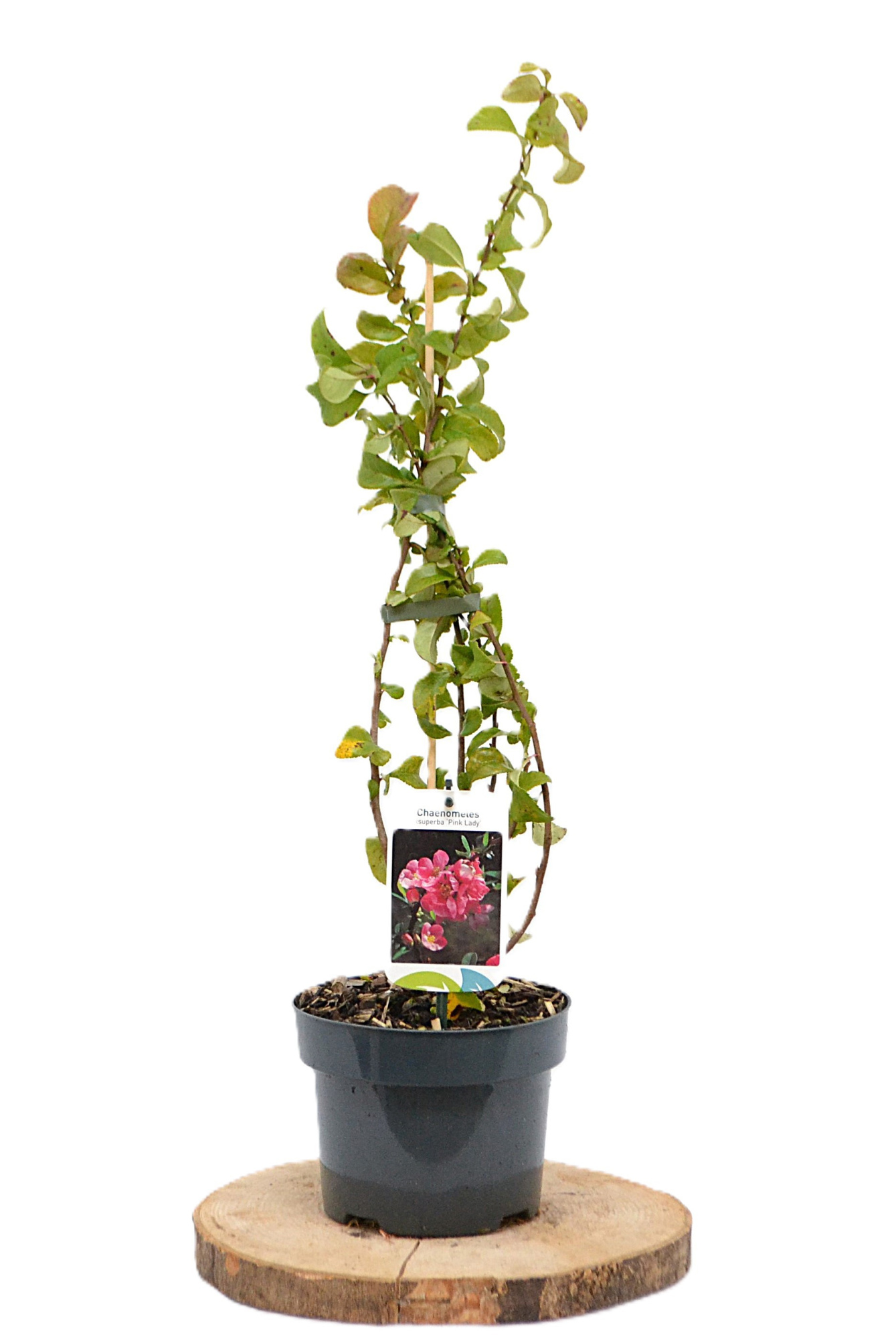 Chaenomeles spec. Pink Lady C2, D 17