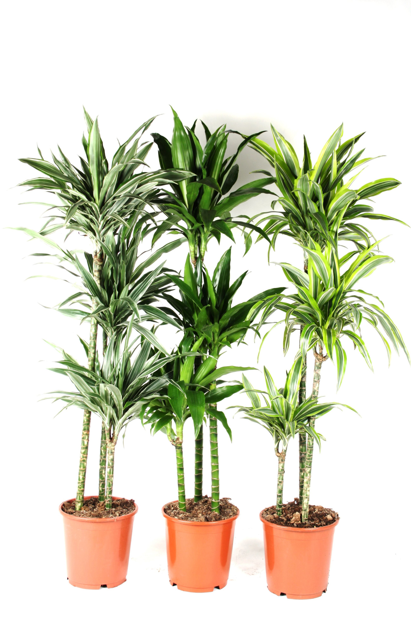 Dracaena mix 90-60-30 140cm, D 24 cm