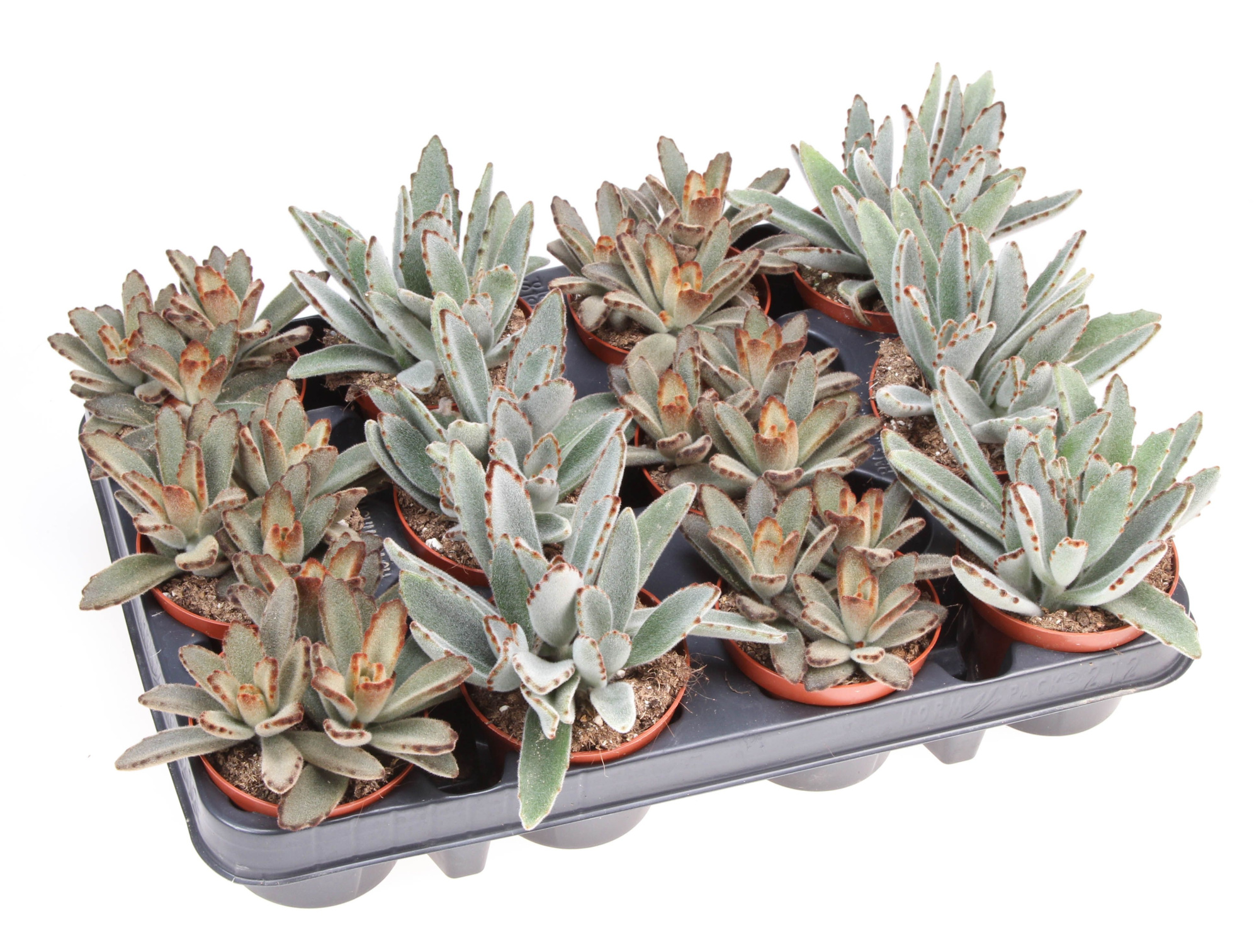 Kalanchoe Tomentosa mix, D 8,5