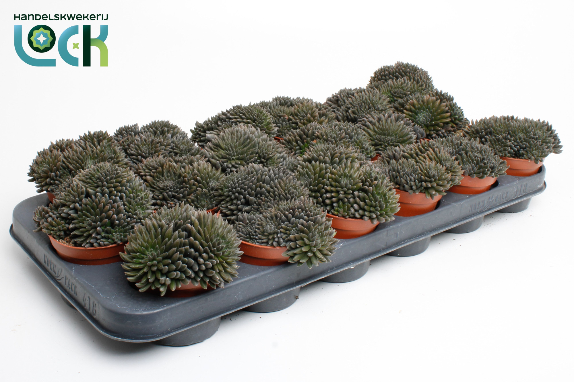 Crassula Crassimus, D 8,5 cm