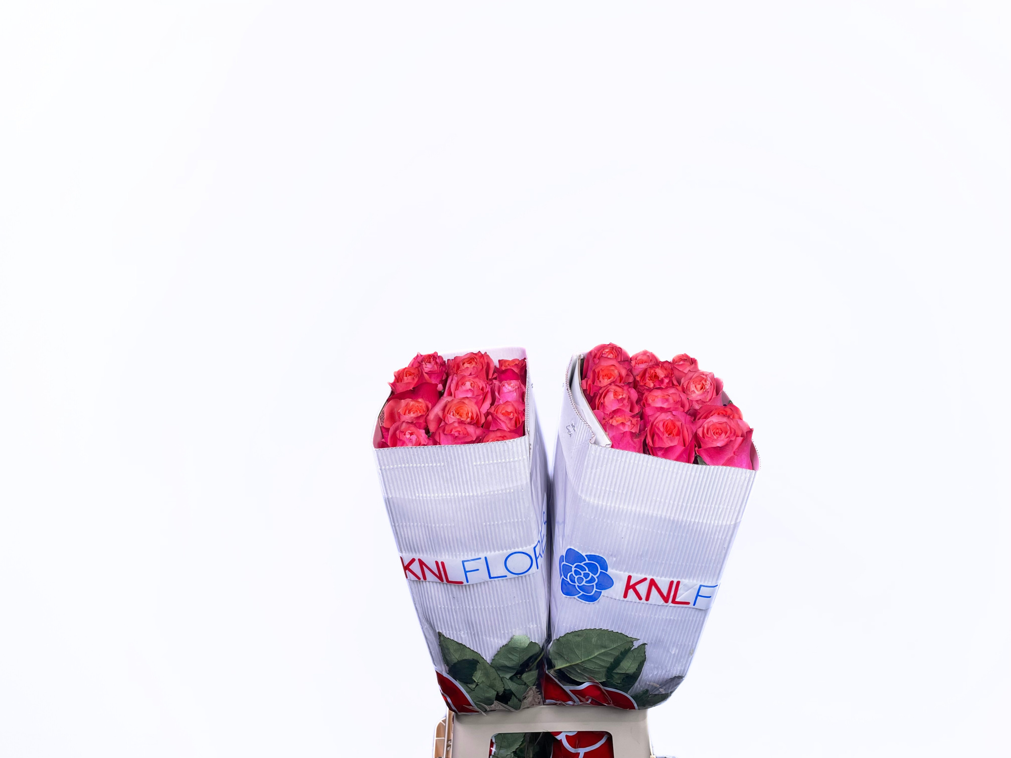 Роза од. Хард Рок 70, шт.