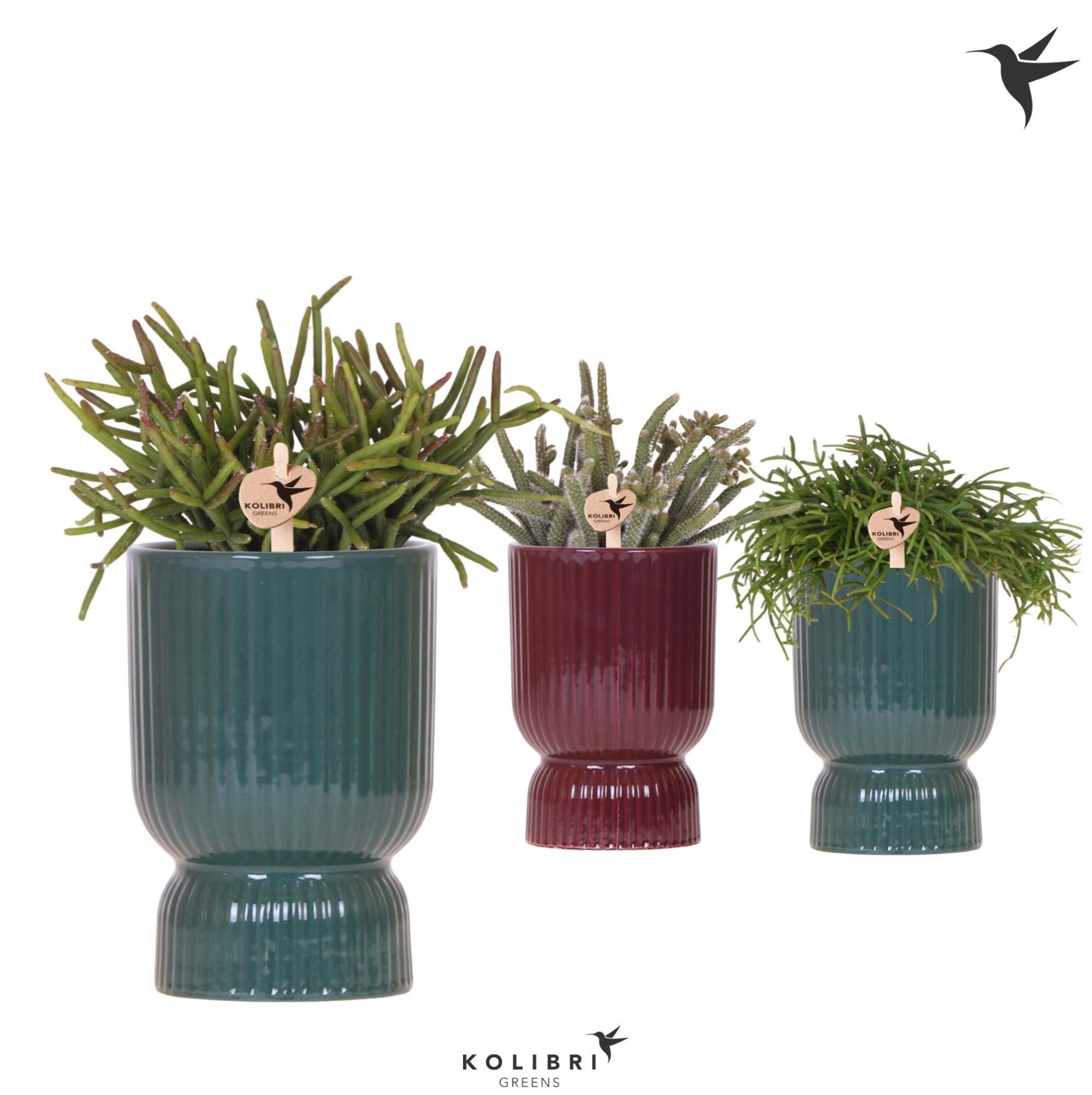 Kolibri Greens Rhipsalis mix in Diabolo pot green mix, D 9 cm