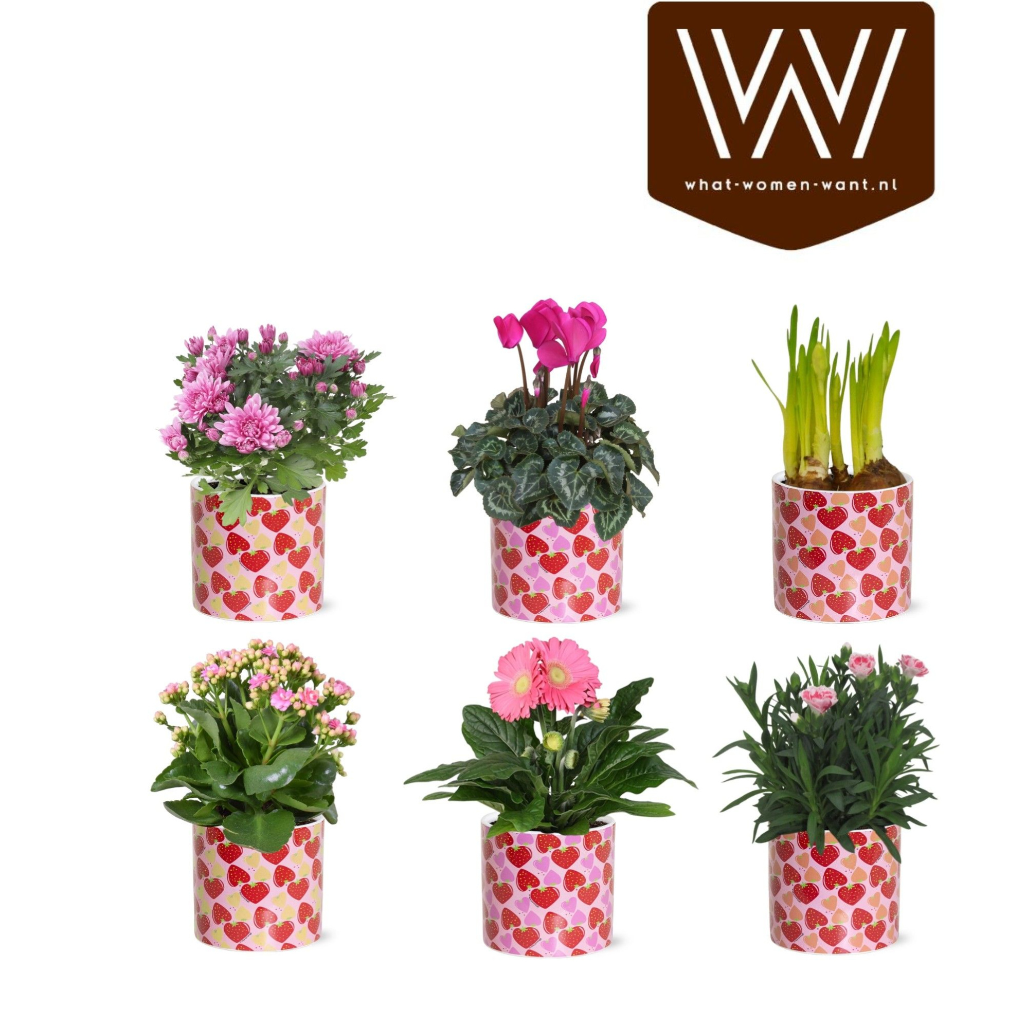 Collectie 'Spicey Blend' Bloeimix in Lonneke 6 soorten, D 12