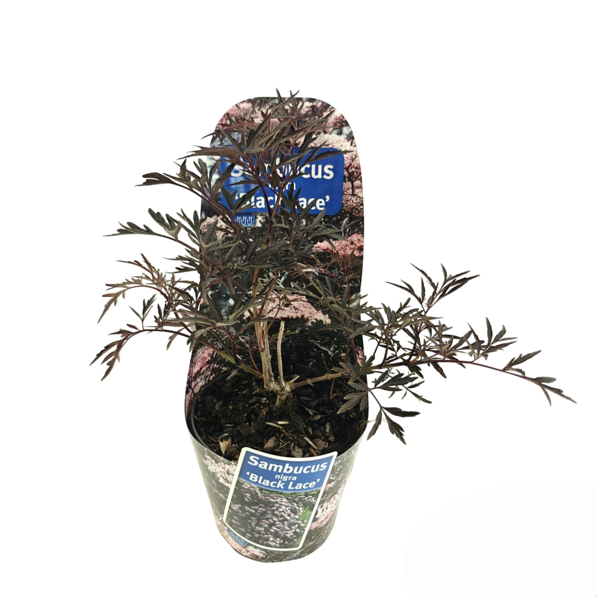 Sambucus nigra Black Lace ('Eva'PBR) (in potcover), D 17 cm