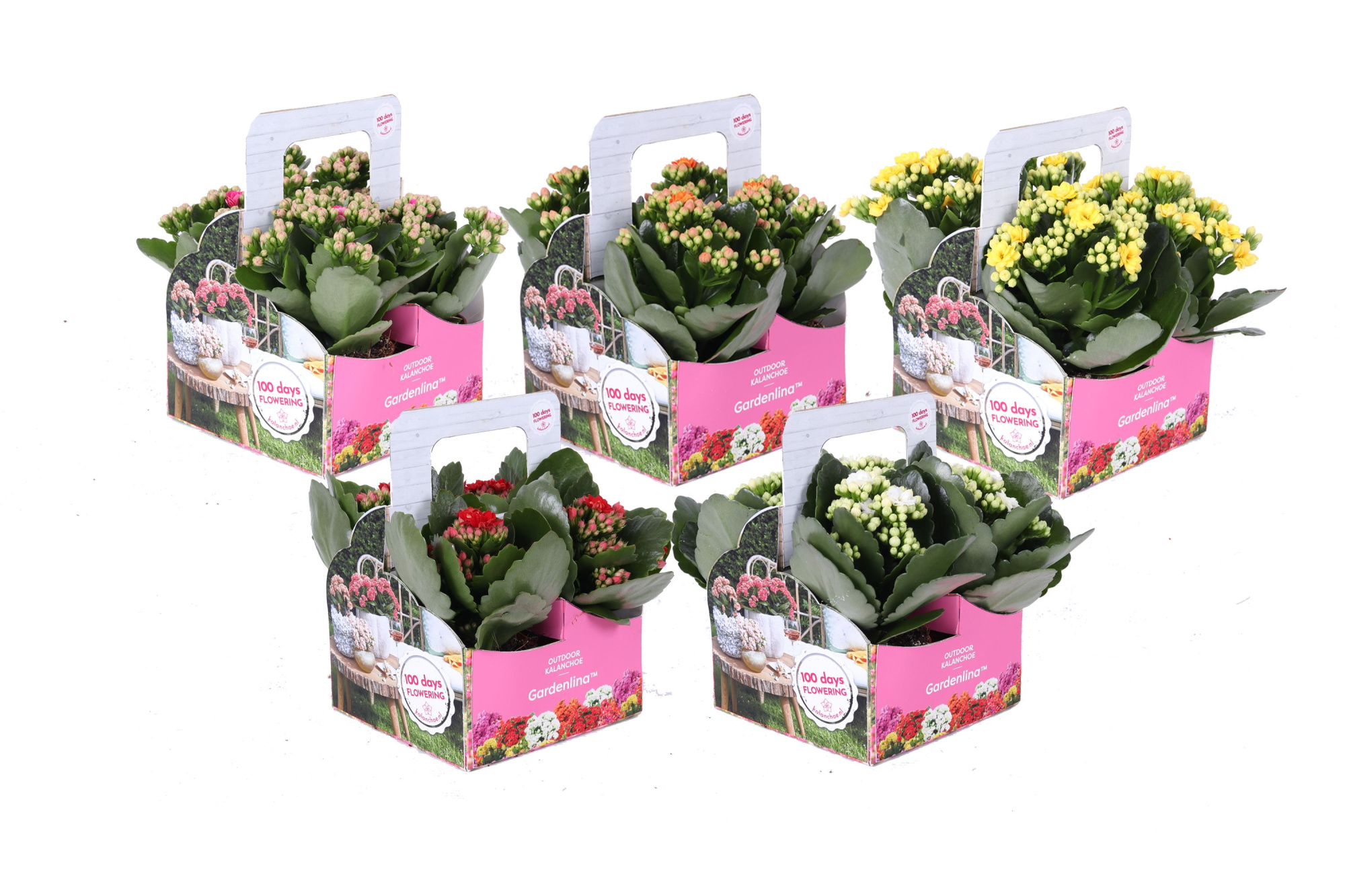 KP-861.1 OK- Gardelina 7cm op kleur in 4-pack, D 7 cm