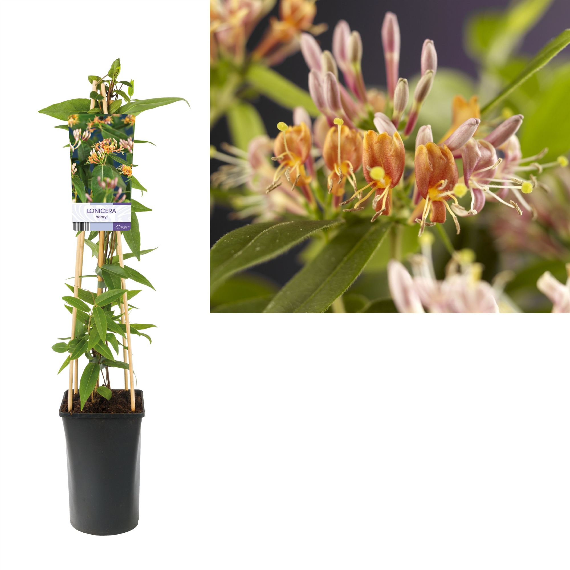 Lonicera henryi +light label, D 17 cm