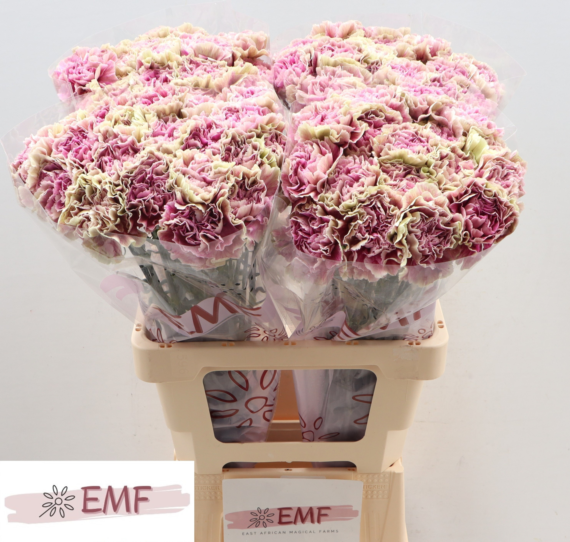 Диантус од. Антигуа (зелено-роз.), шт.