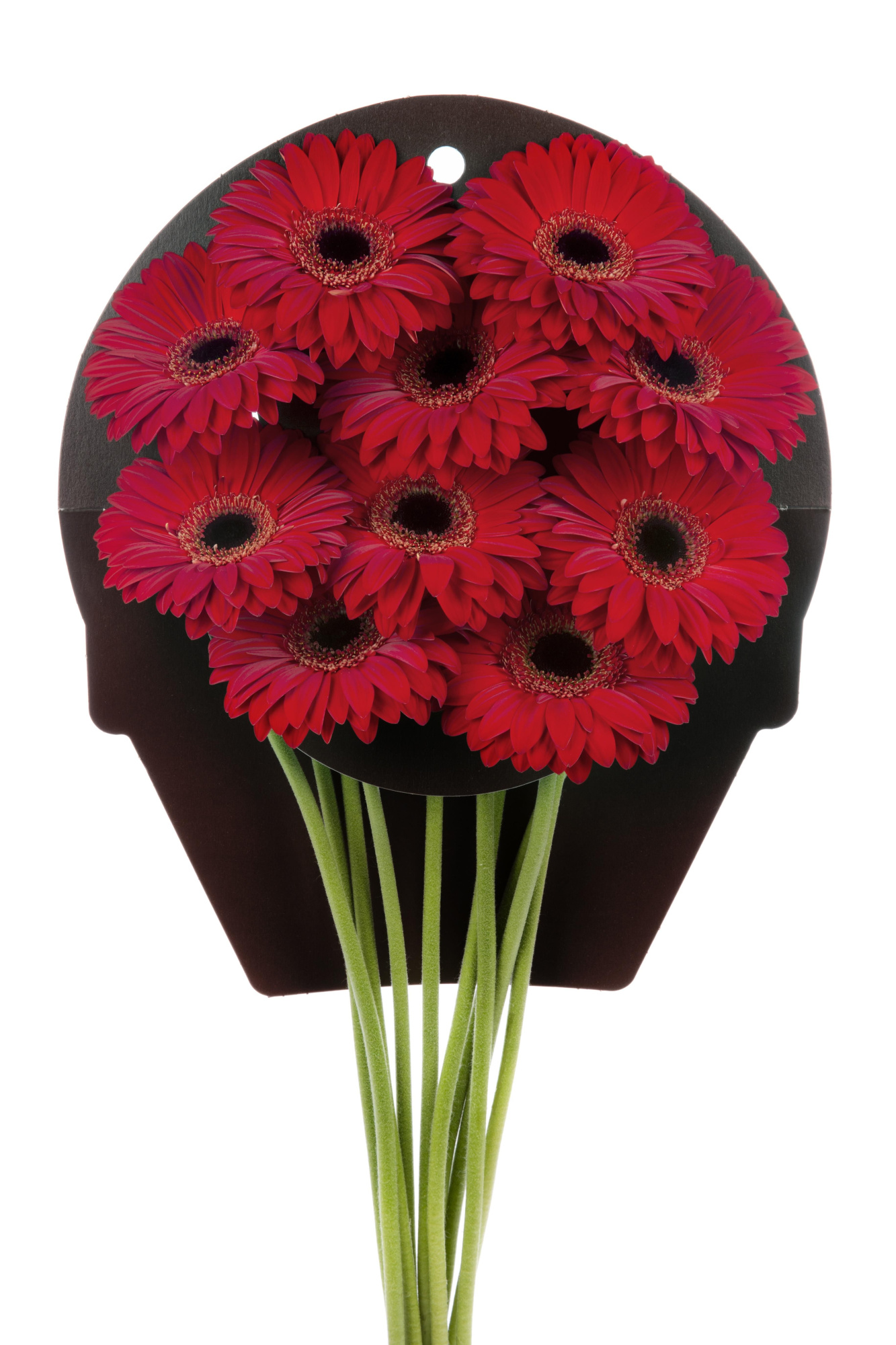 Гербера Блайнддэйт, шт.