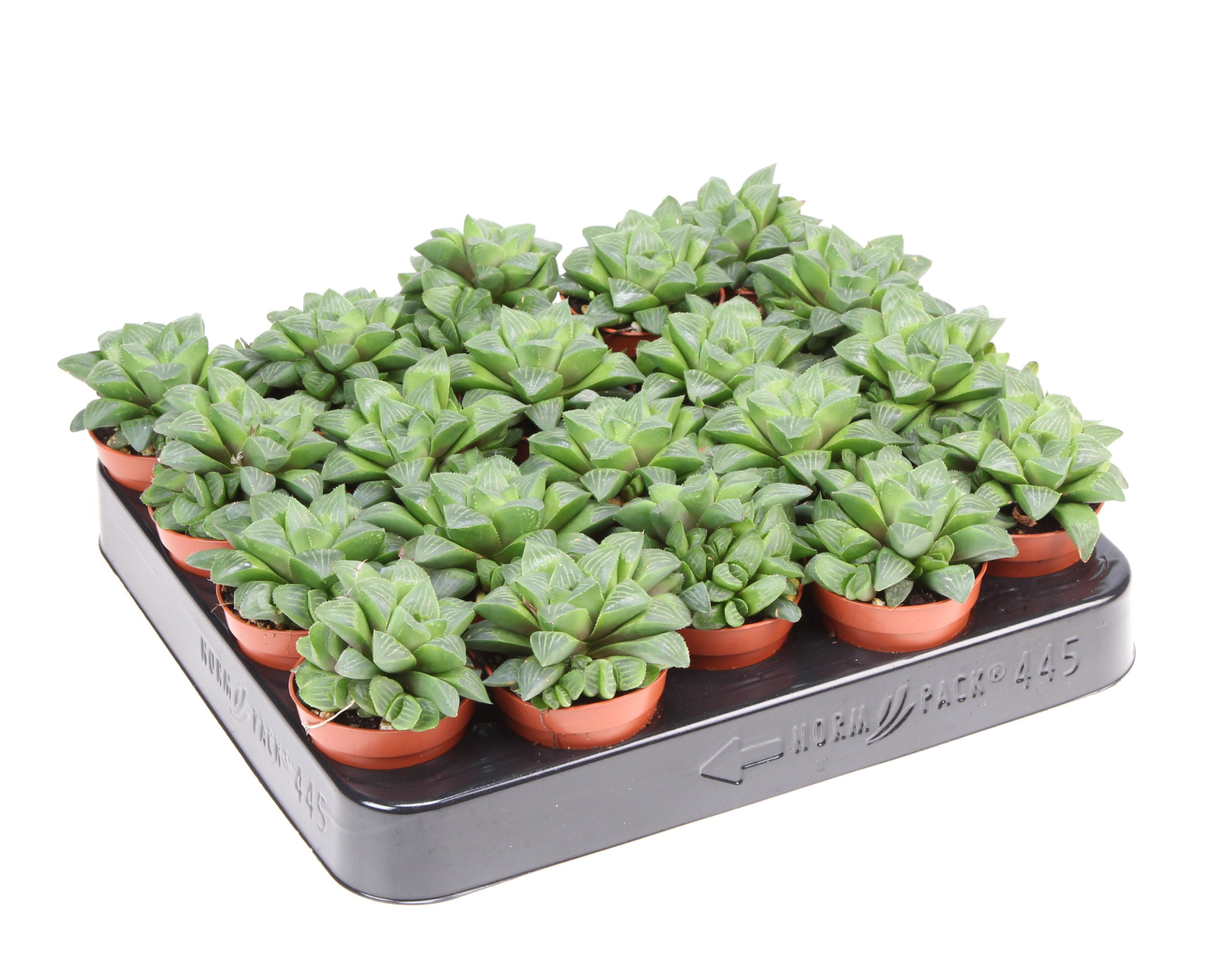 Haworthia retusa, D 5,5 cm