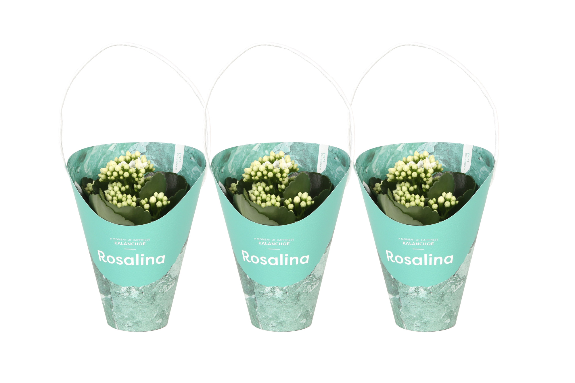 KP-857.1 GR - Kalanchoe Rosalina Wit 7cm in groene Giftskoker, D 7 cm