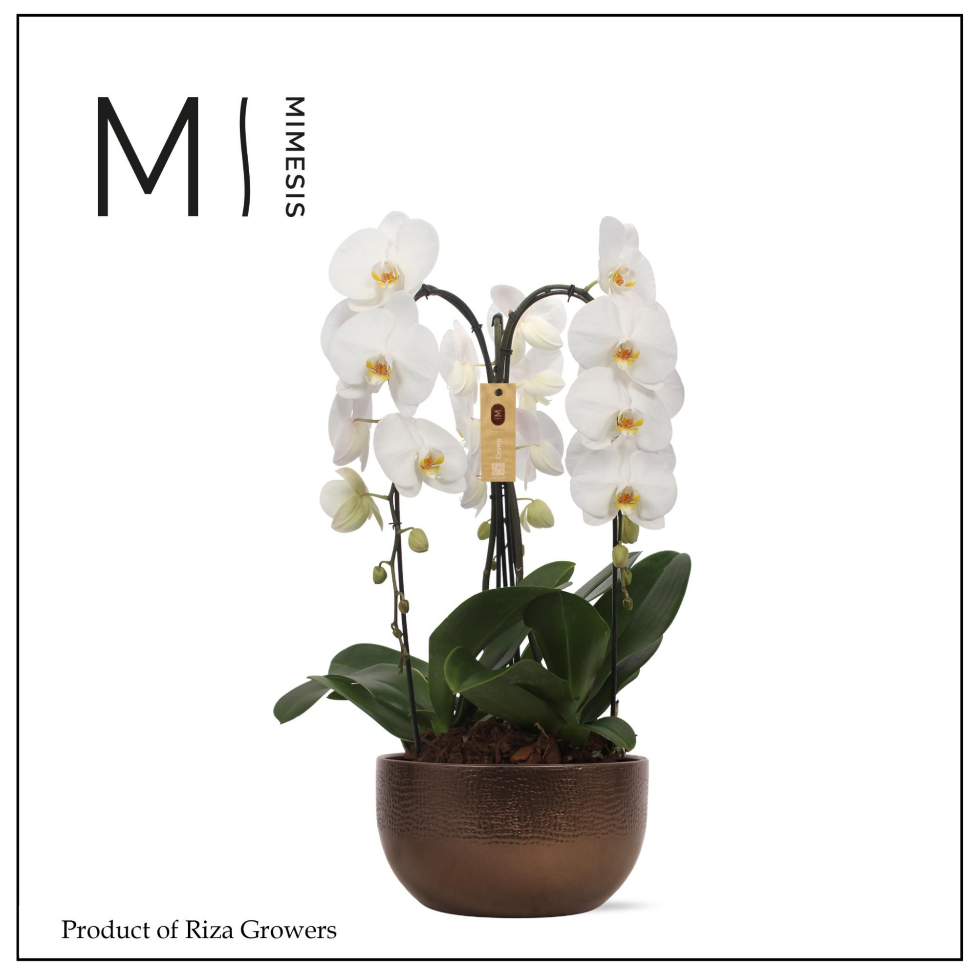 Mimesis Phal. Arrangement Crown White - 3 spike 26cm in Saskia Bronze Ceramic, D 26 cm