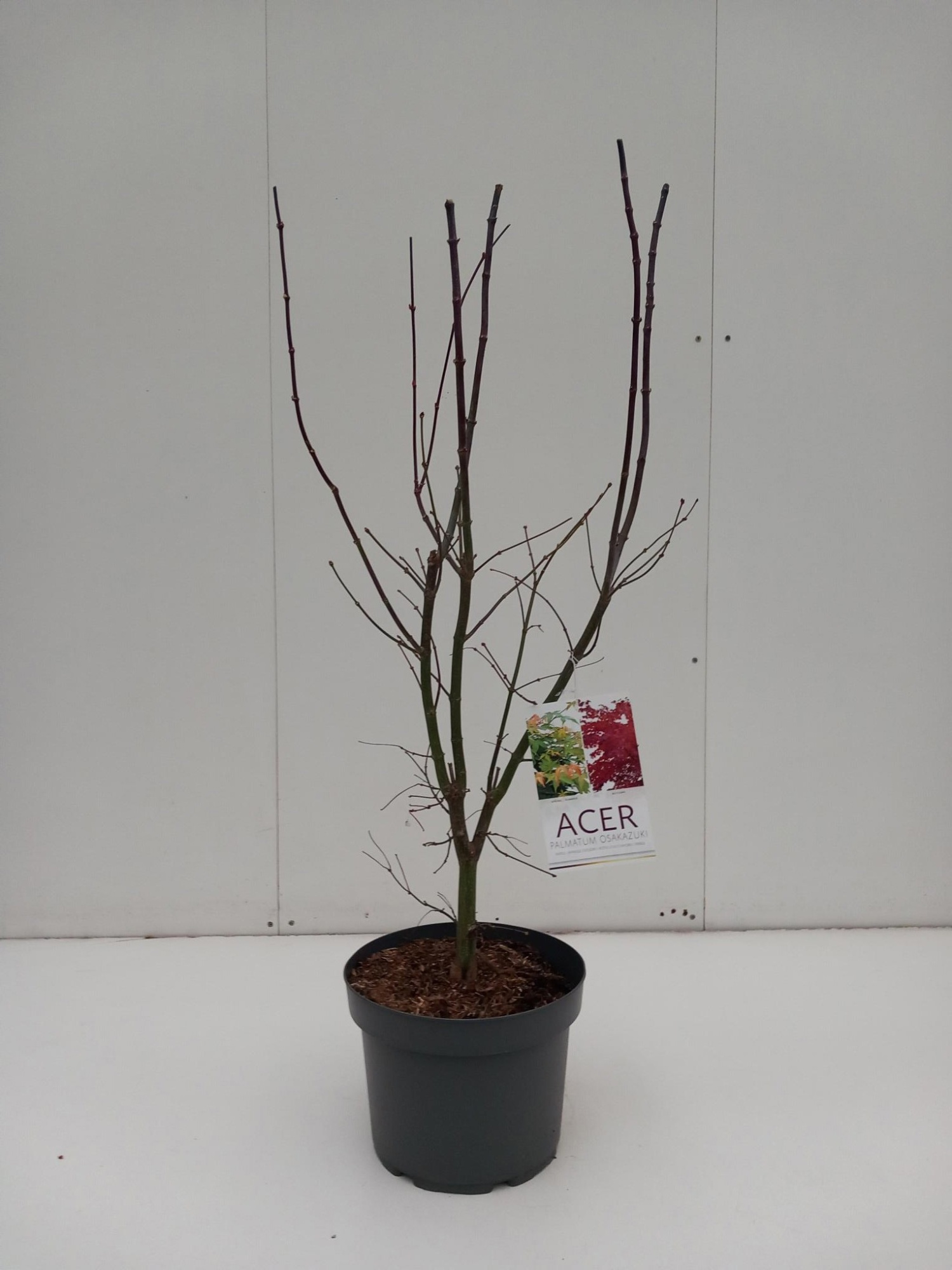 Acer palmatum 'Osakazuki', D 29