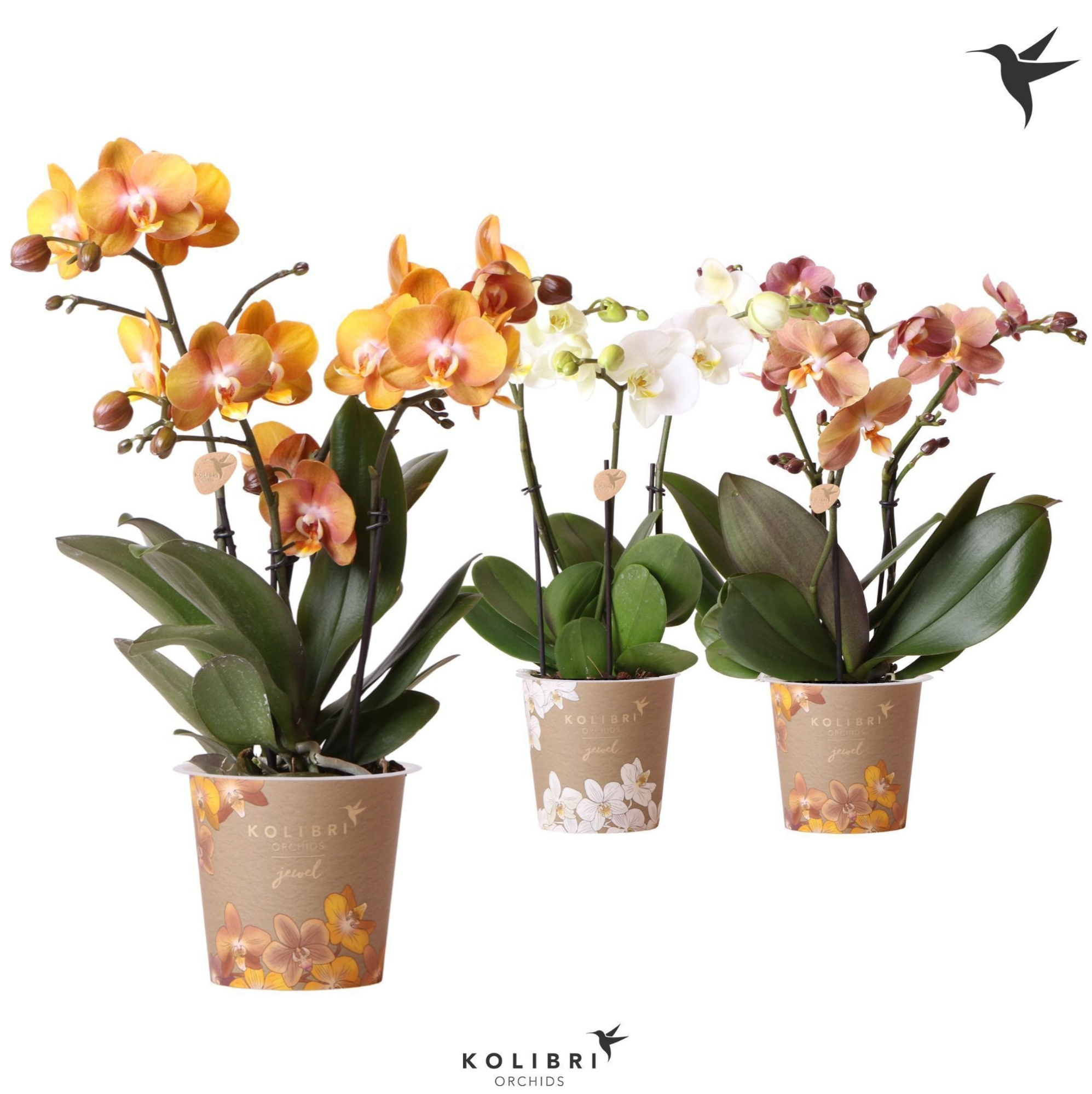 Kolibri Orchids Phalaenopsis Jewel mix 3spike, D 12 cm