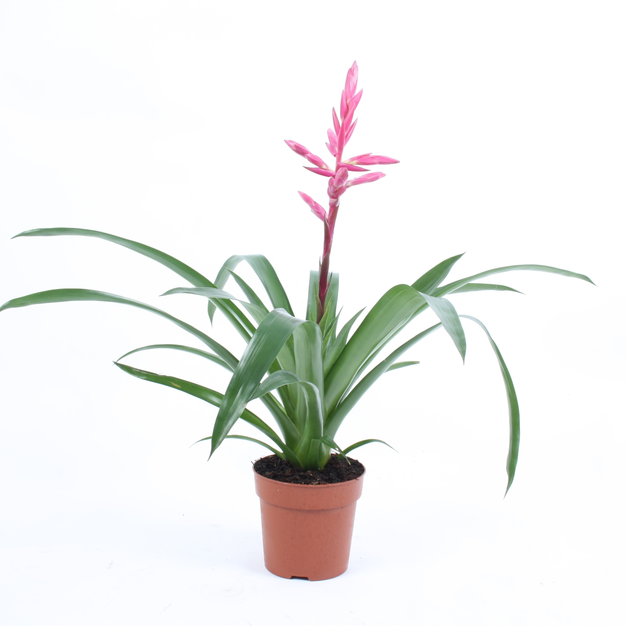 Guzmania Claire, D 12 cm