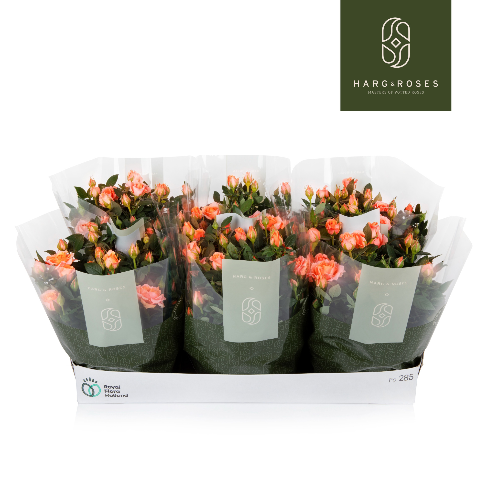 Rosa Kordana Schaal Zalm, D 21