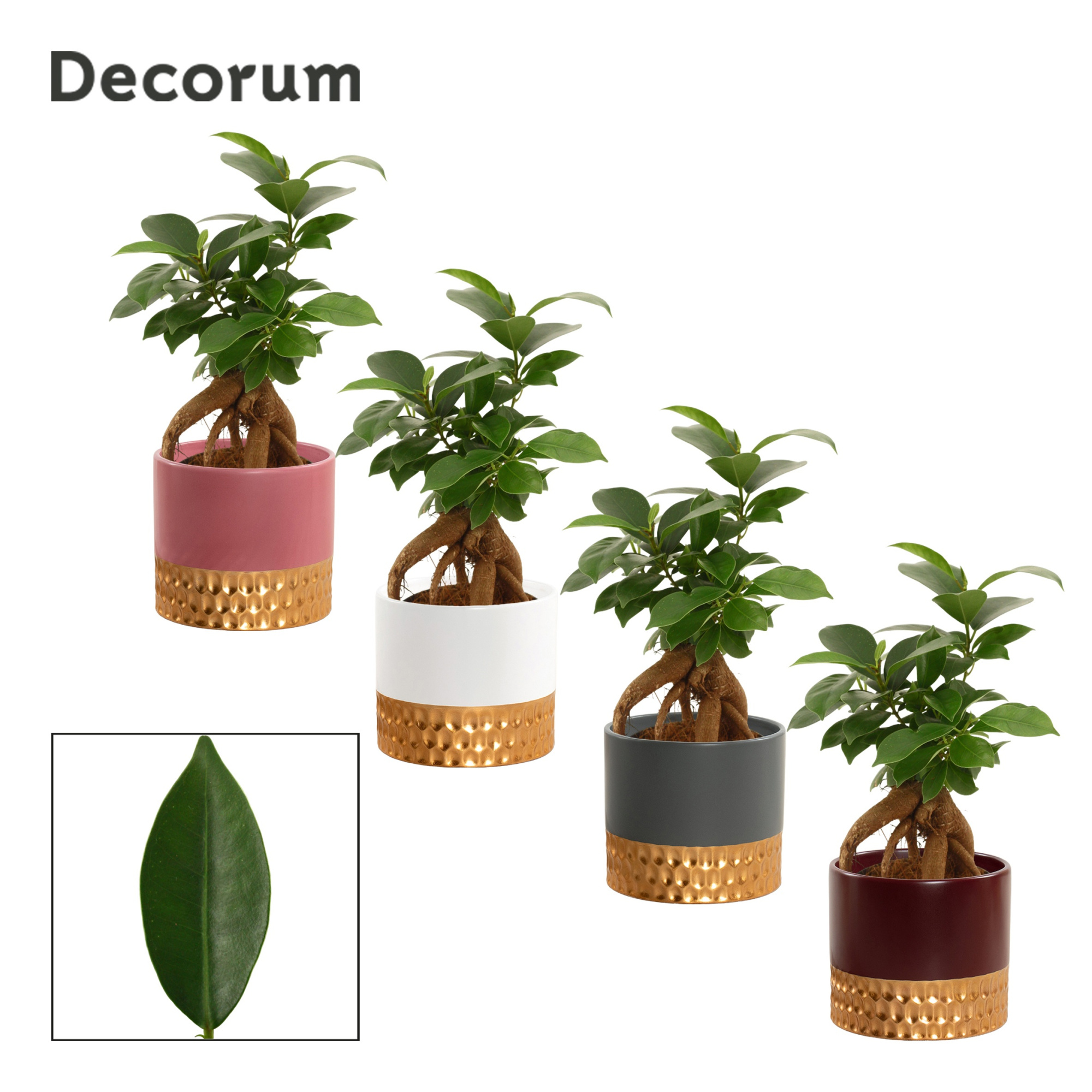 Ficus Ginseng 9 cm Retusa in Frederique (Rich love-collection), D 9 cm