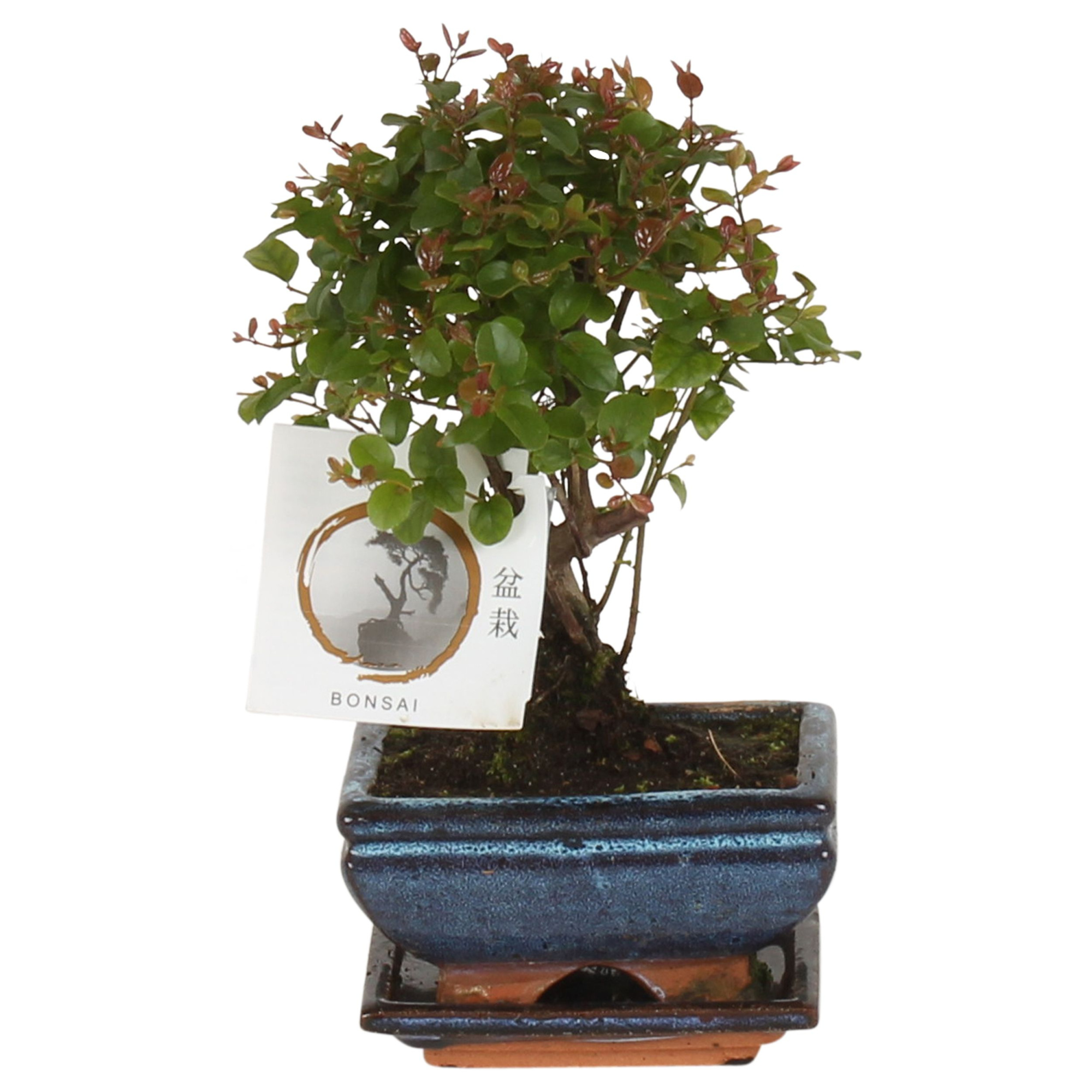 Bonsai 'Sageretia' in ø12cm Ceramic Ball Shape with Saucer, D 12