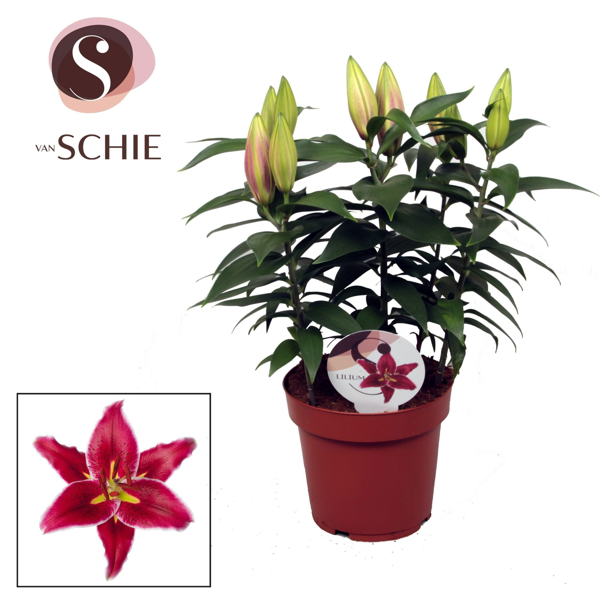 Lilium Or Magny Cours 19cm, D 19