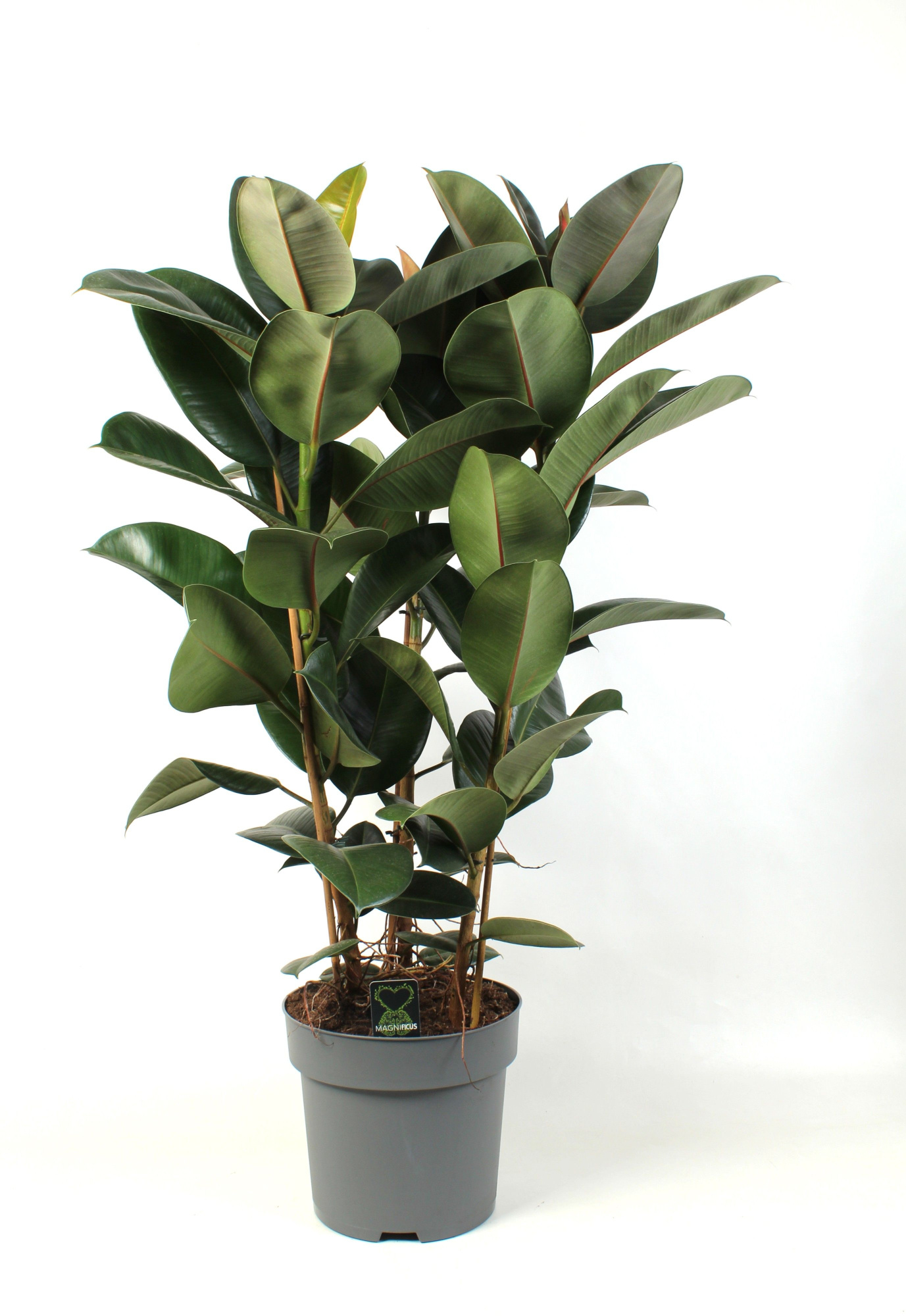 Ficus elastica Robusta, D 33