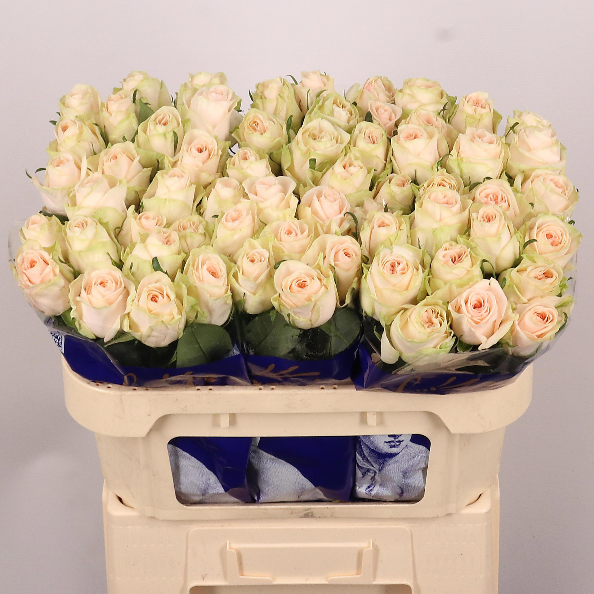 Роза од. Веддин Роуз 70, шт.