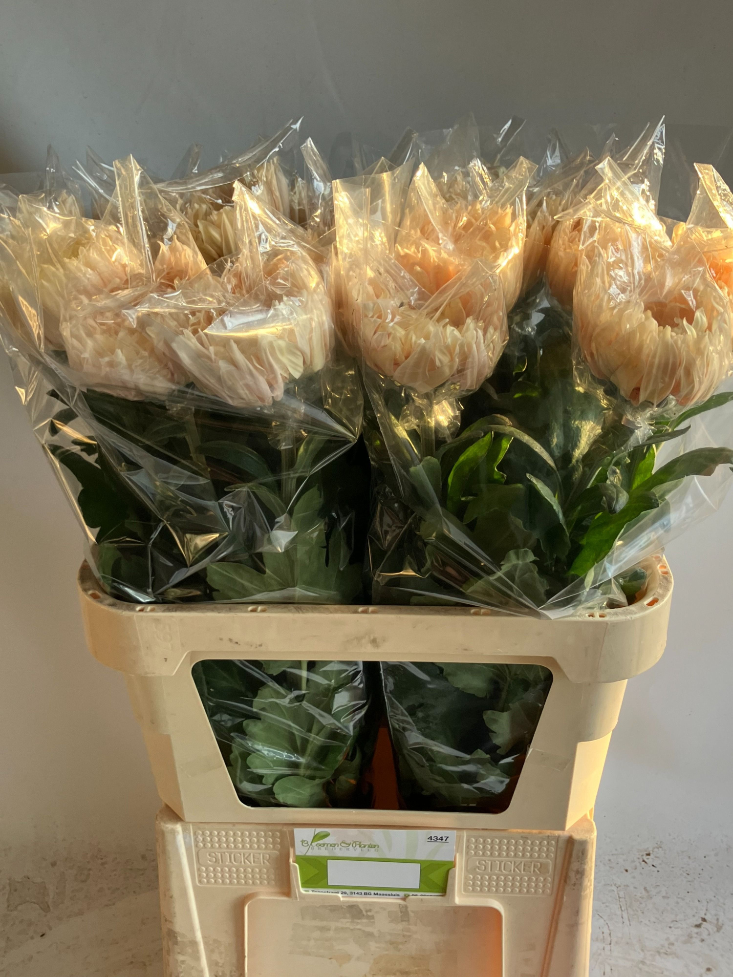 Хризантема од. Авиньон 80, шт.