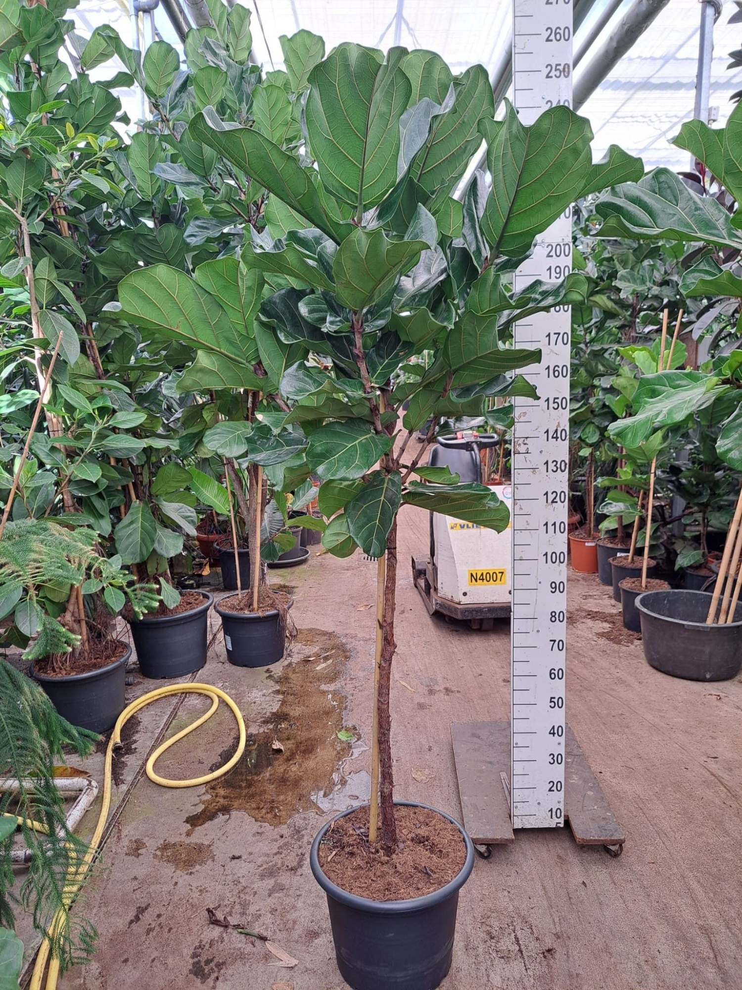 Ficus Lyrata stam 230, D 35 cm