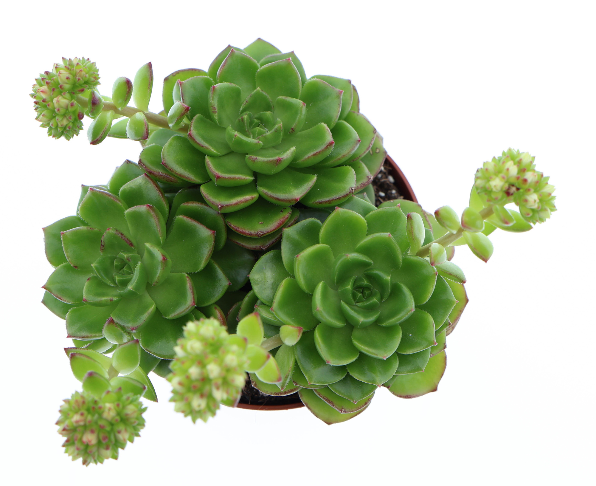 Echeveria multicaulus, D 8,5 cm
