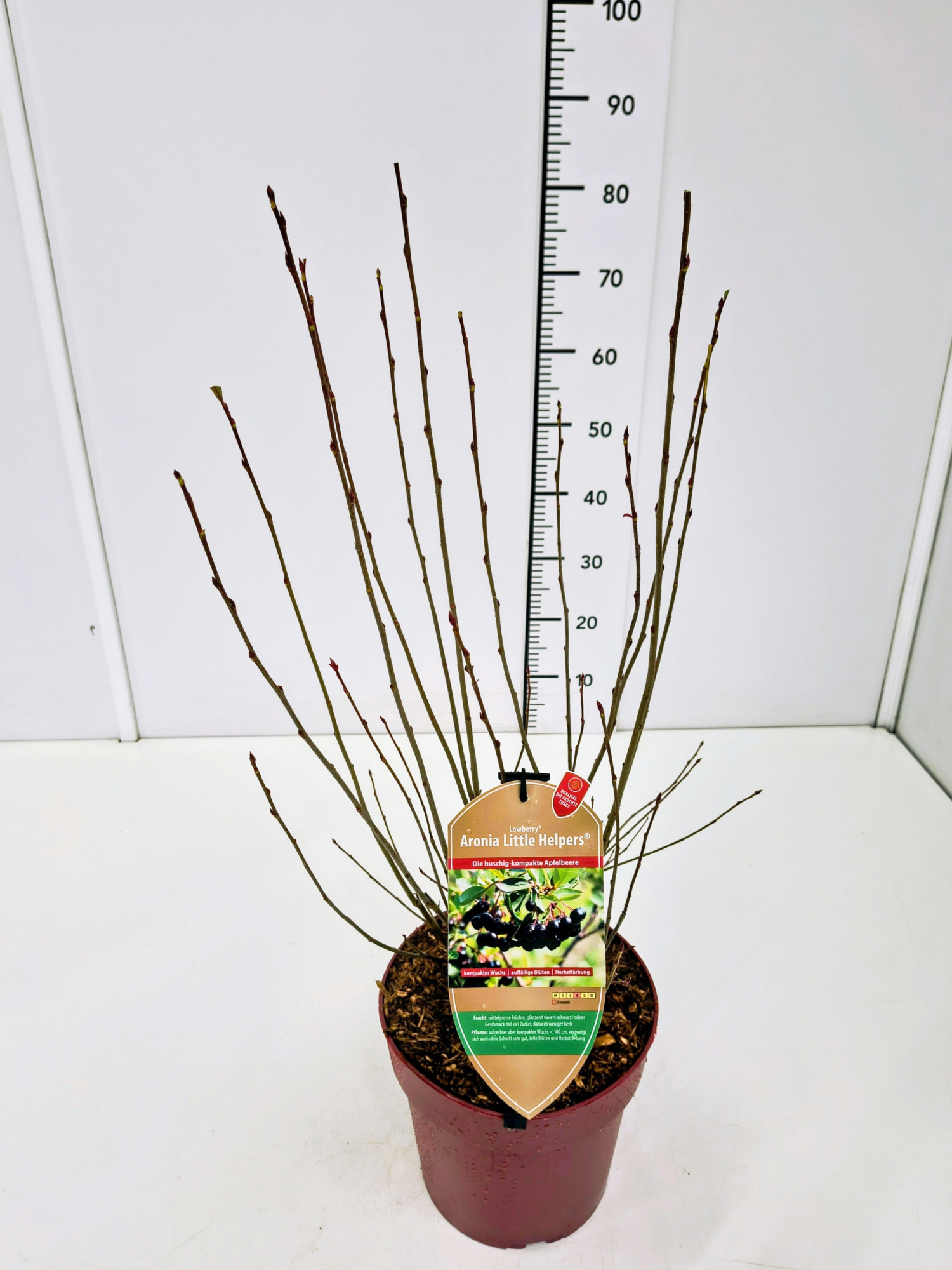 Aronia mel. 'Little Helpers' 50-60C6, D 24 cm