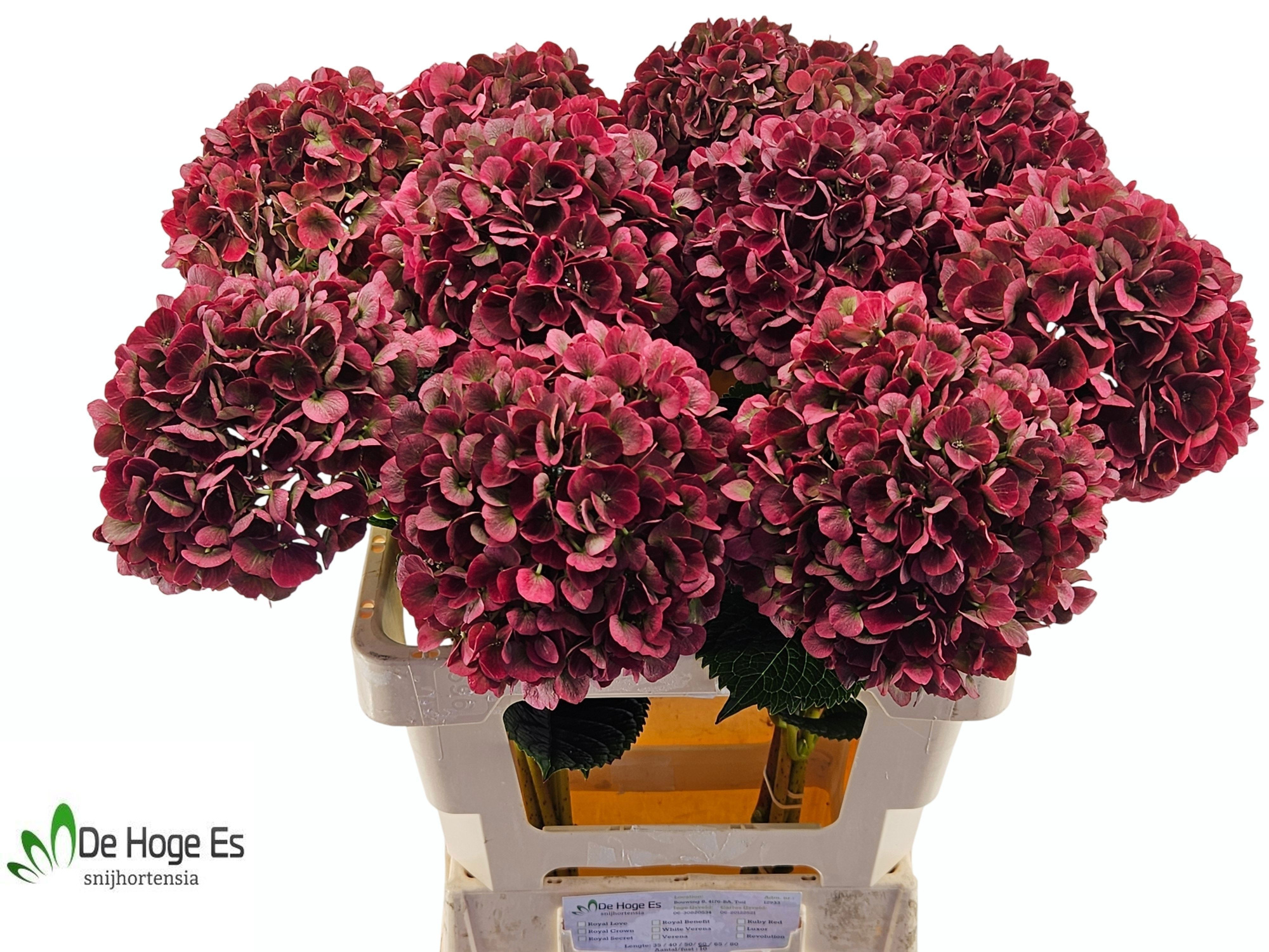 Гортензия Мэджикал Пинк Руби Классик 60, шт.