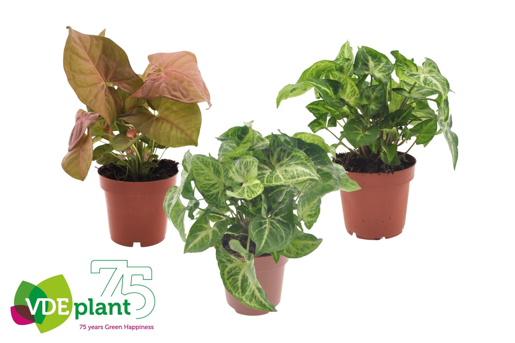 Syngonium mix 12cm, D 12 cm