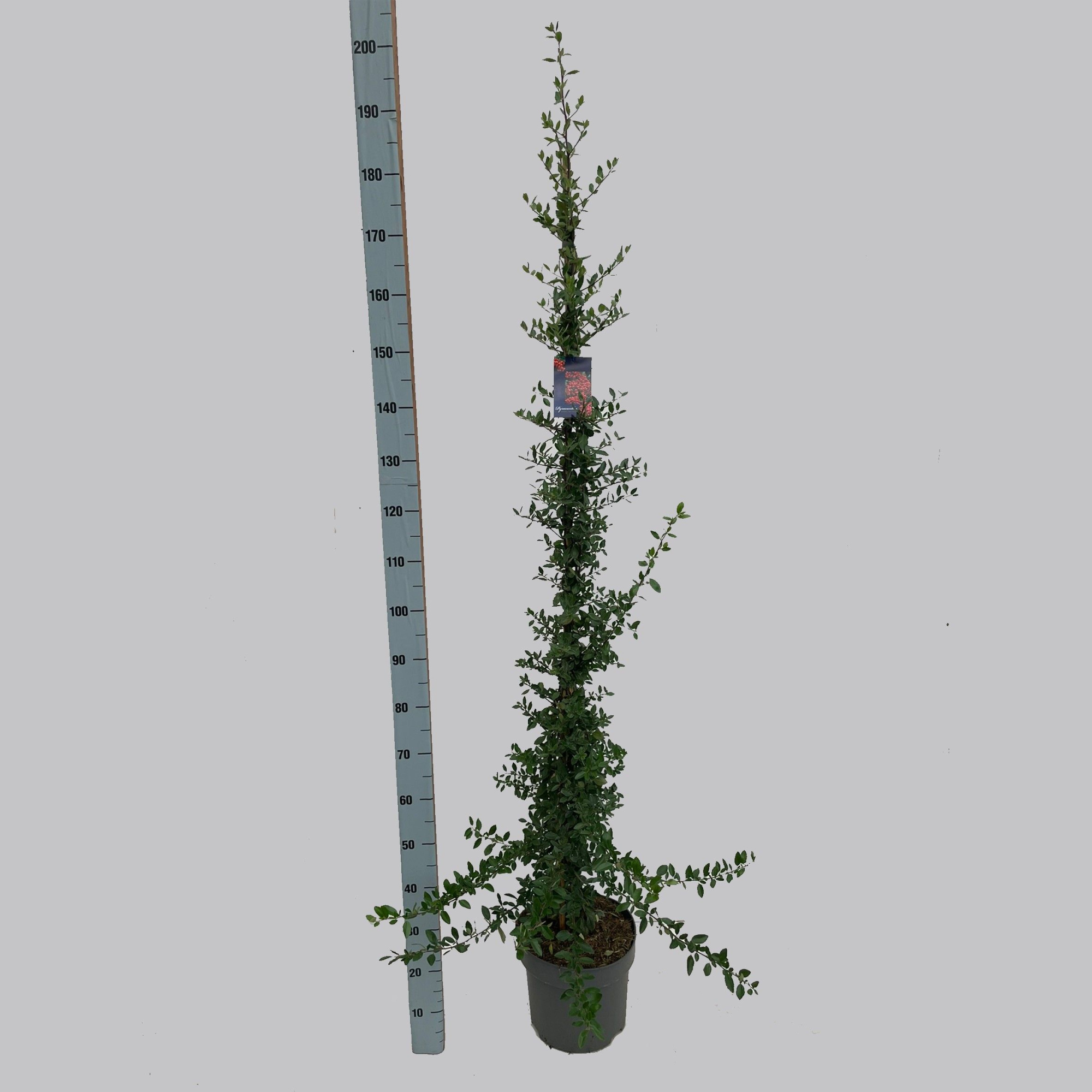 Pyracantha Red Column 30/C10, D 30 cm