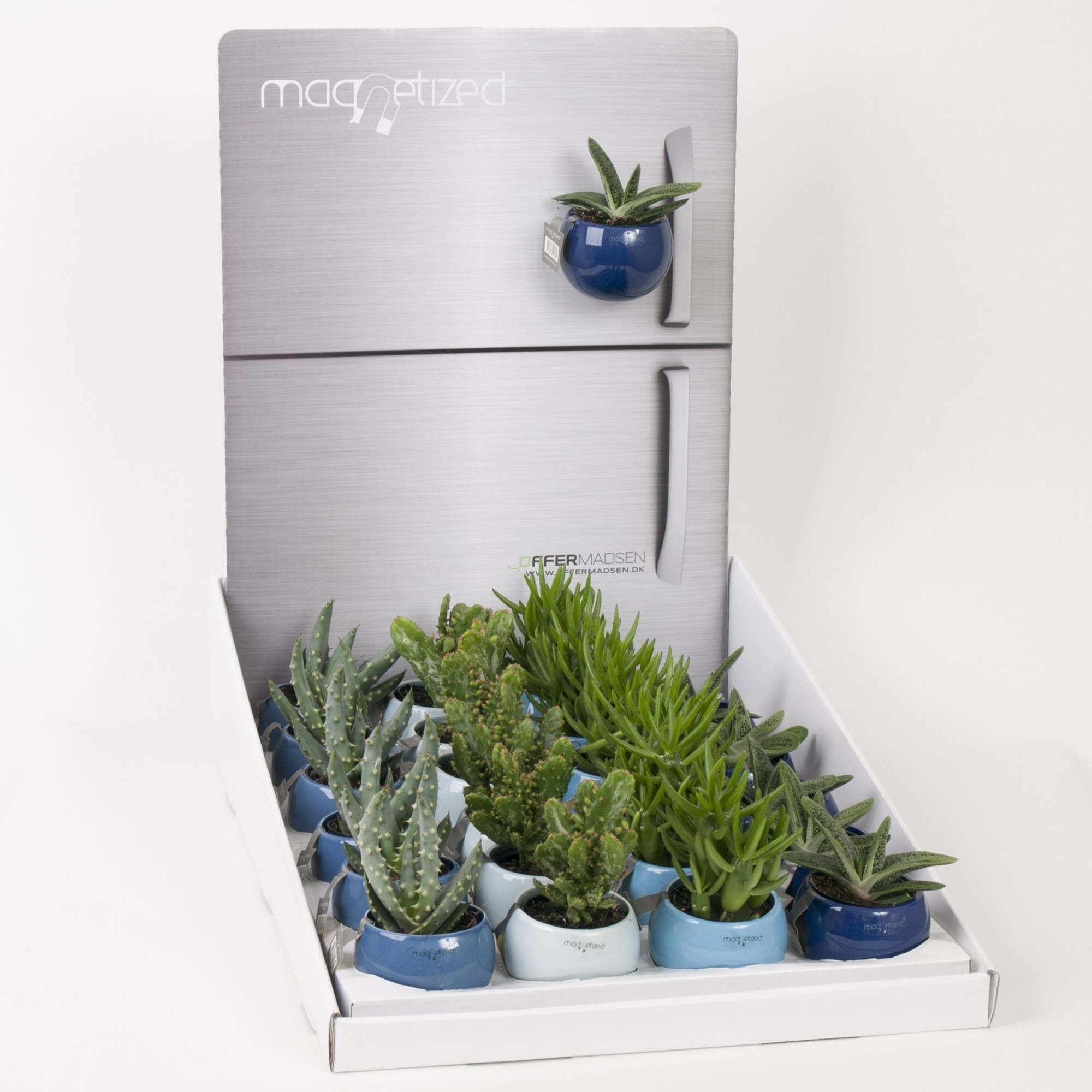 Magnetized Blue mix in Display, D 6 cm