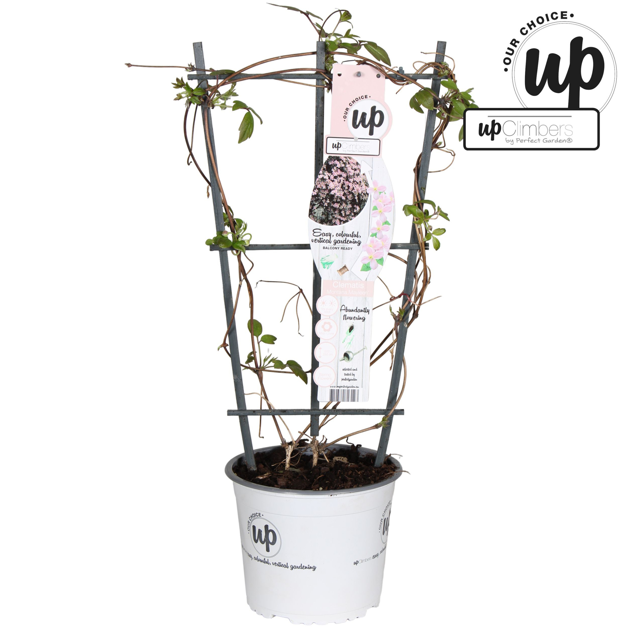 Clematis Montana Mayleen P19, D 19