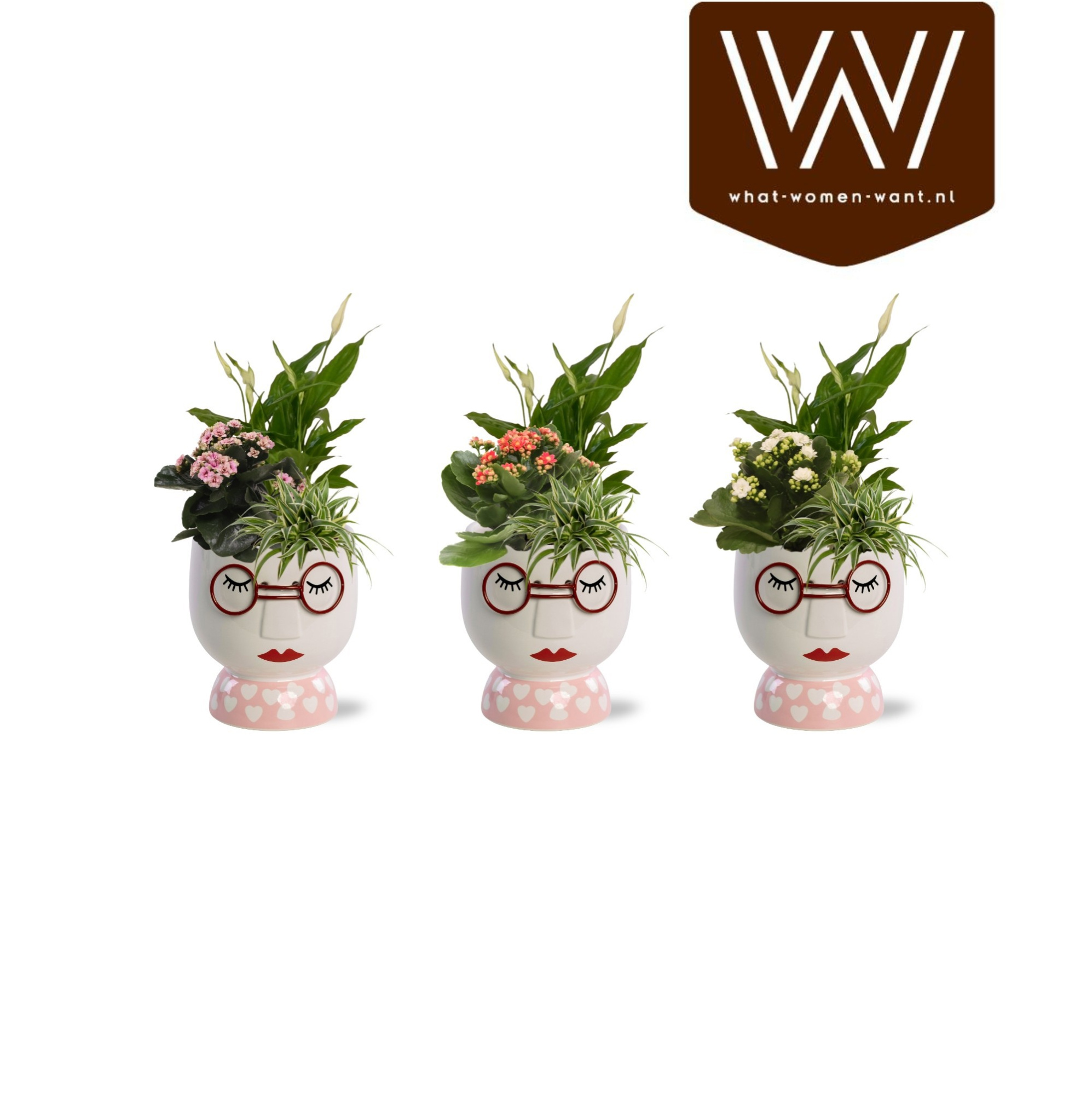 Collectie "Sympathetic Moods" - Arrangement in pot Steffie, D 12