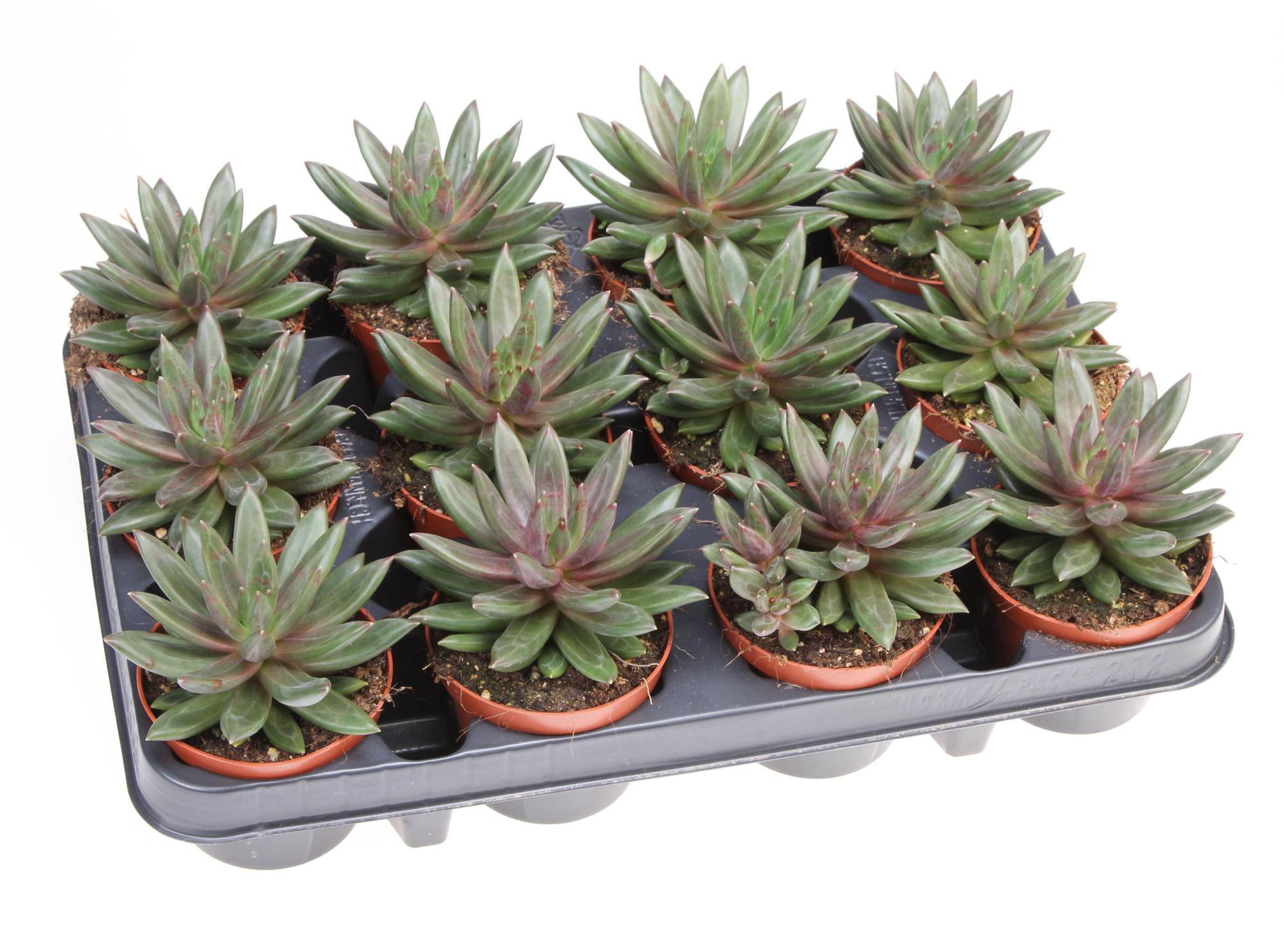 Echeveria Izar, D 8,5