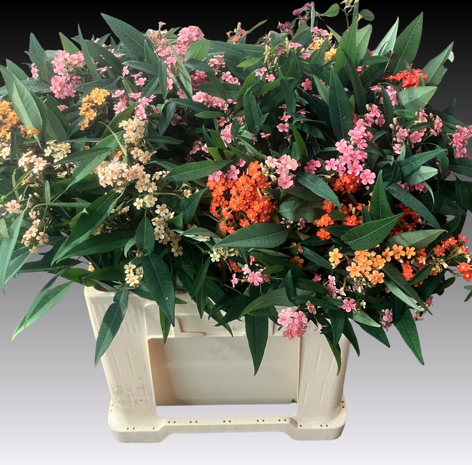 Эуфорбия куст. Микс 60, шт.