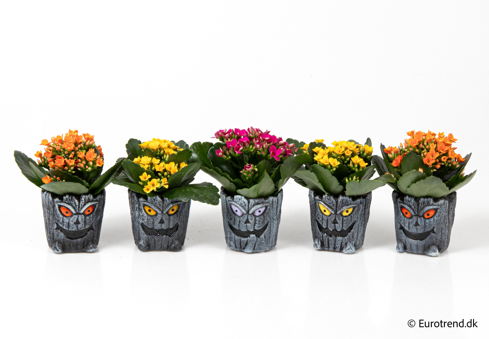 Kalanchoe in Halloween ceramic 2025, D 6 cm