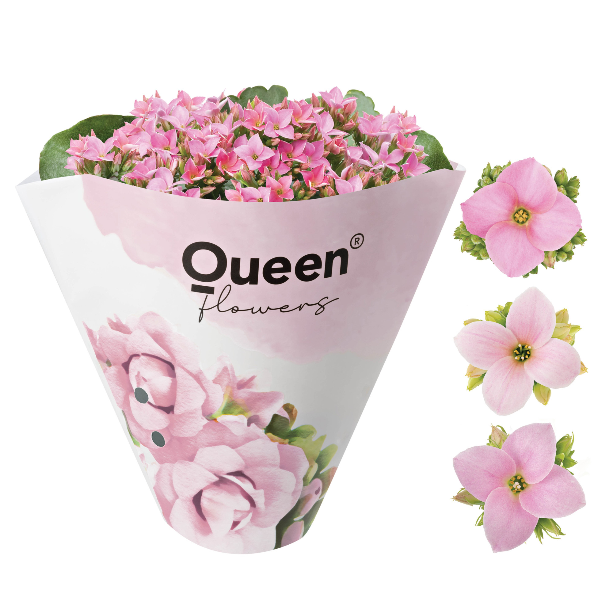 KALANCHOE ARTS-HYBRID 'ROSA ORIGINAL', D 11 cm