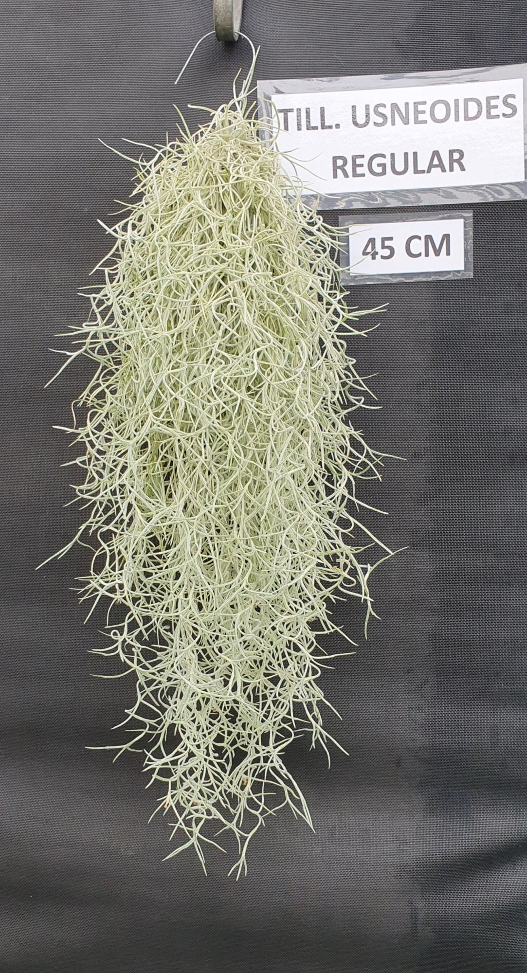 Tillandsia Usneoides Regular (spaans mos), D 45 cm