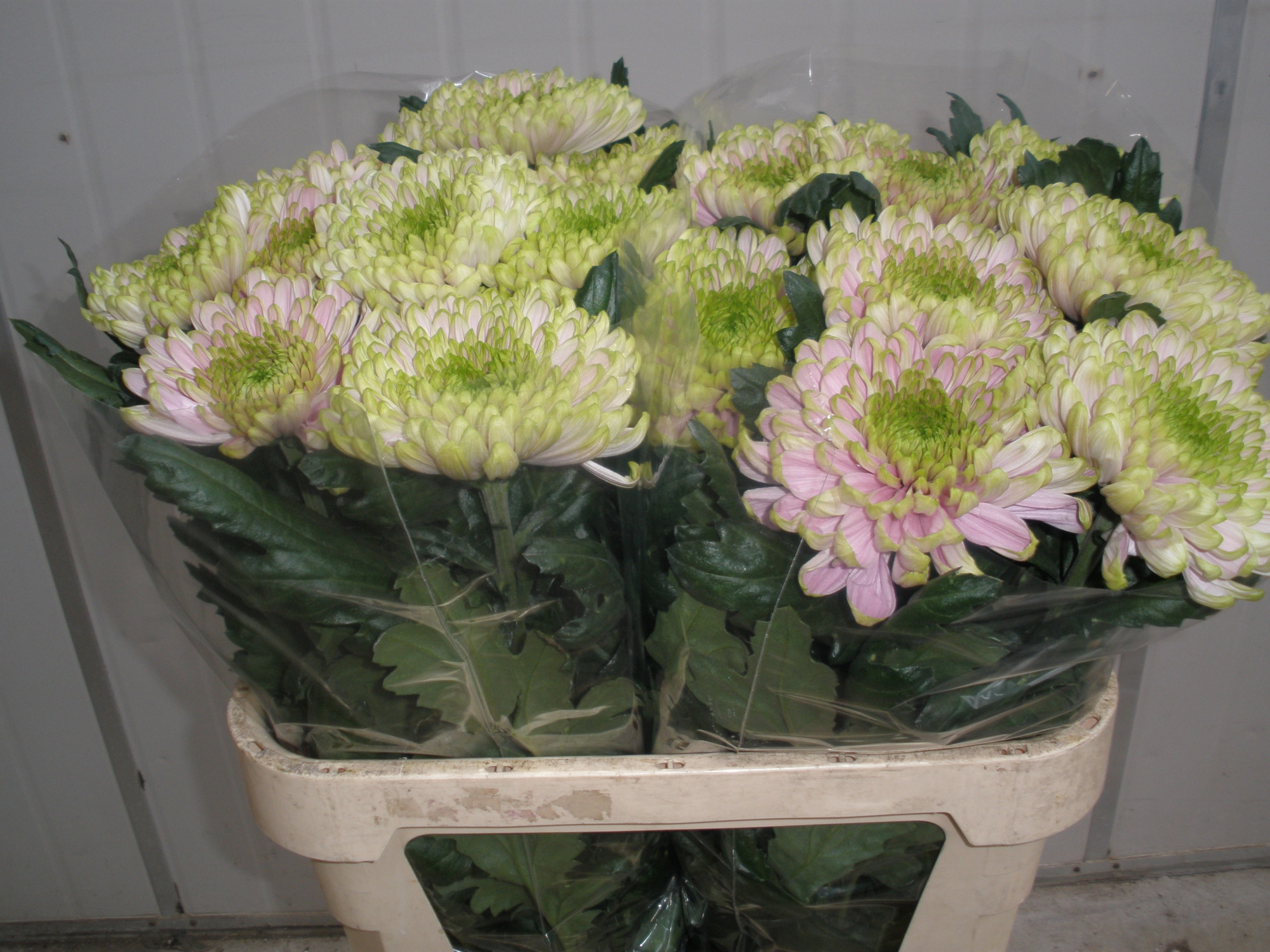 Хризантема од. Росанно Шарлот 80, шт.