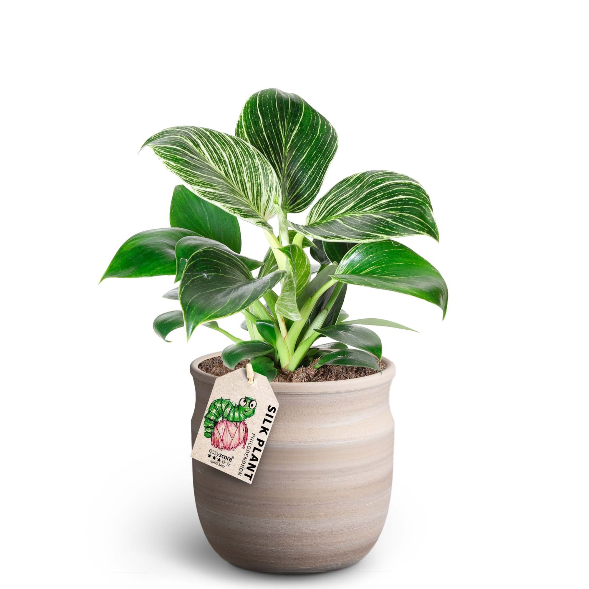 Maceta Sand, Philodendron ´White measure´, D 12