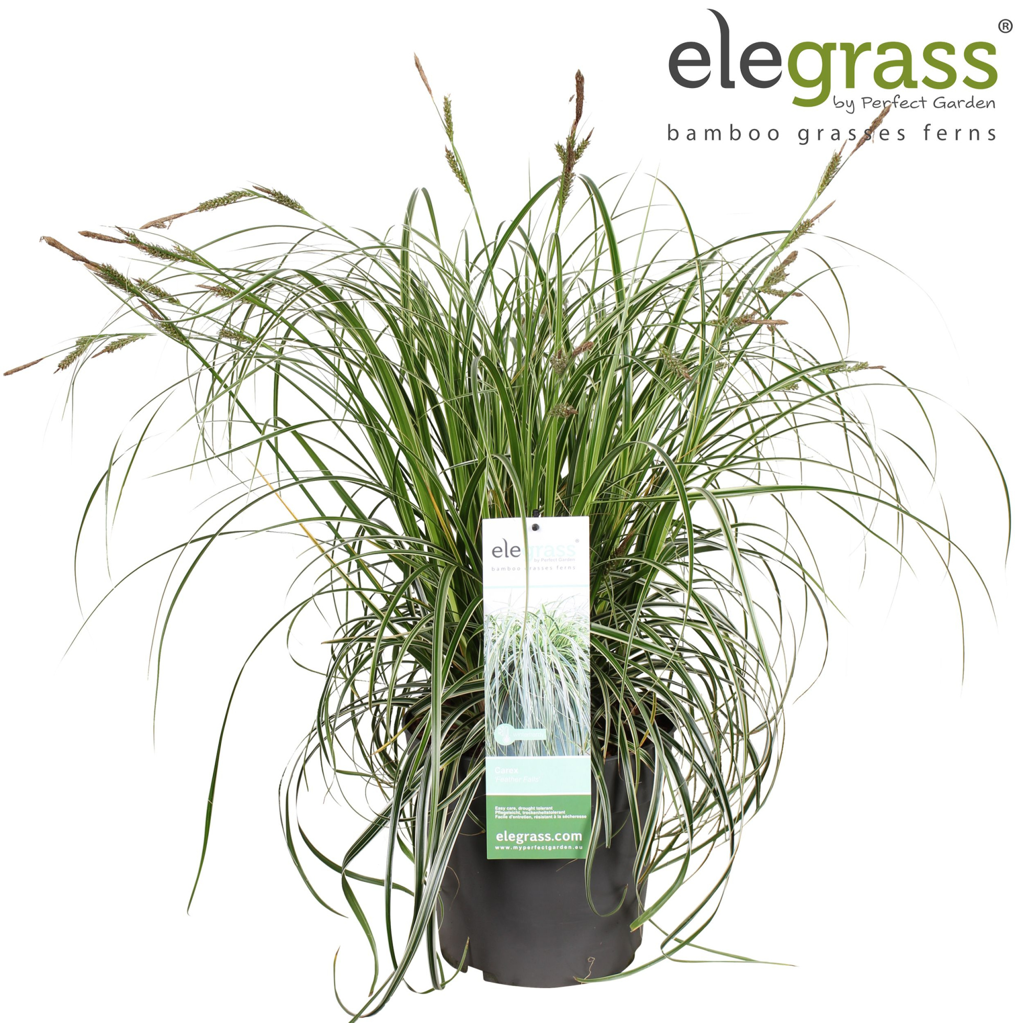 Carex 'Feather Falls' P23, D 23